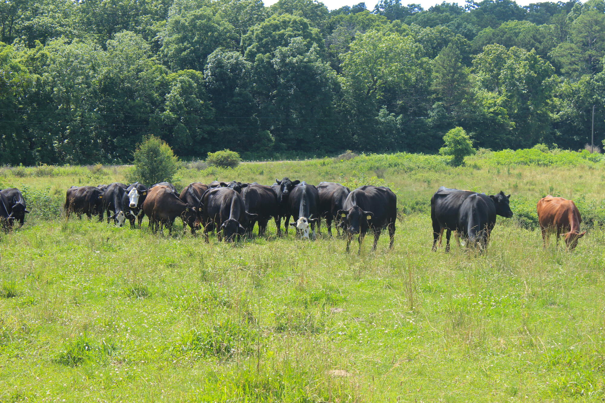 2813 State Route Aa Property Photo 50