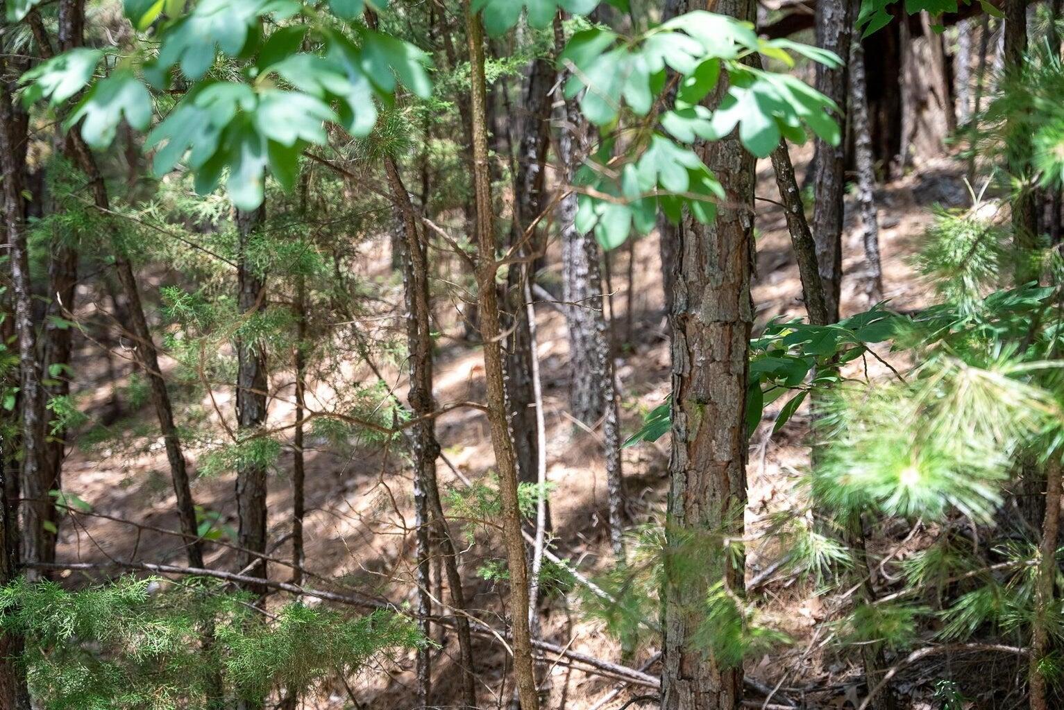 00 Ponderosa Pine Property Photo 6