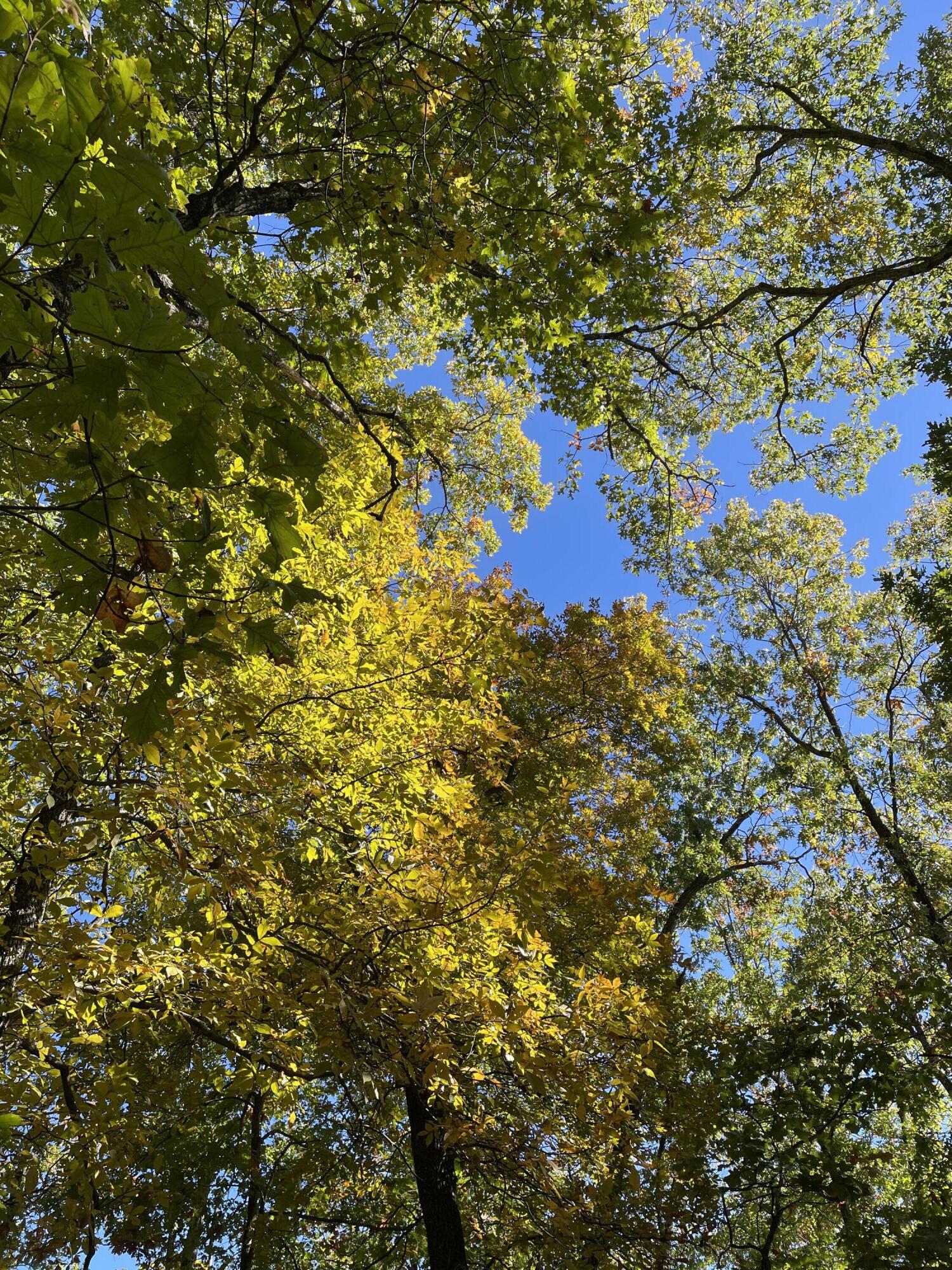 890 Bluebird Lane Property Photo 16