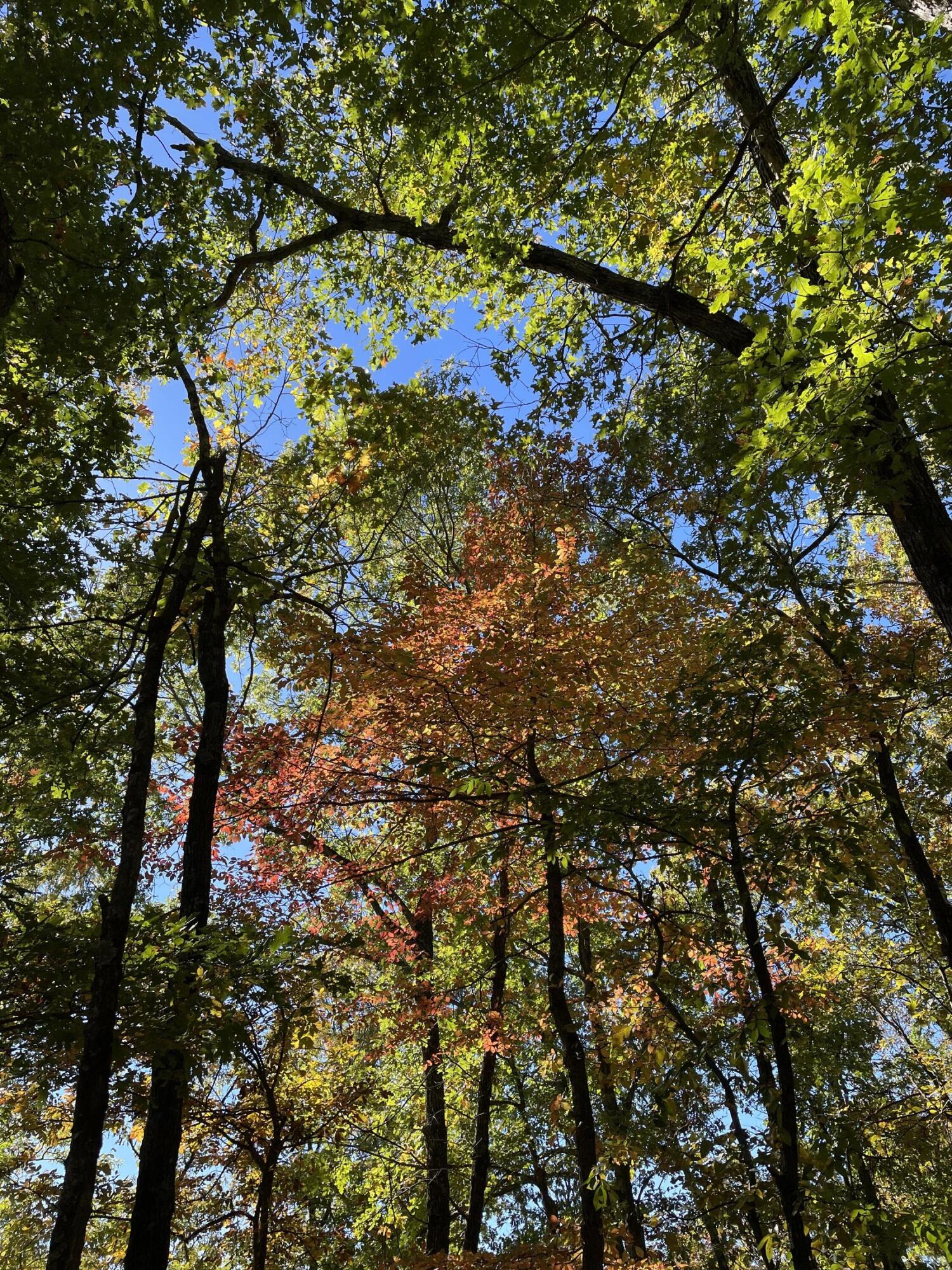 890 Bluebird Lane Property Photo 18