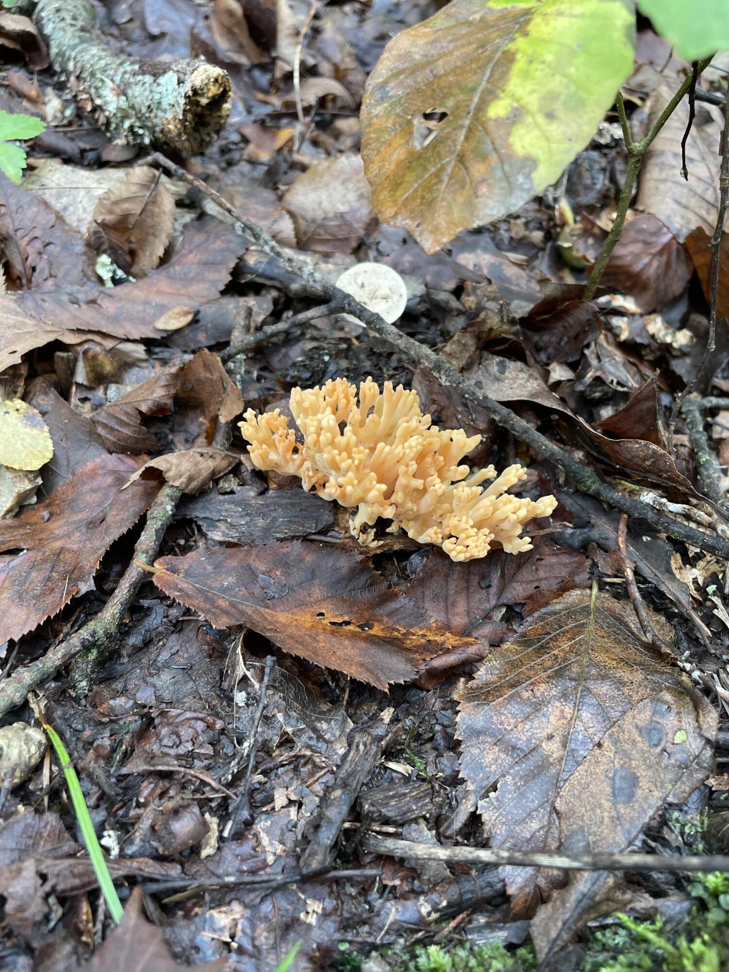 890 Bluebird Lane Property Photo 19