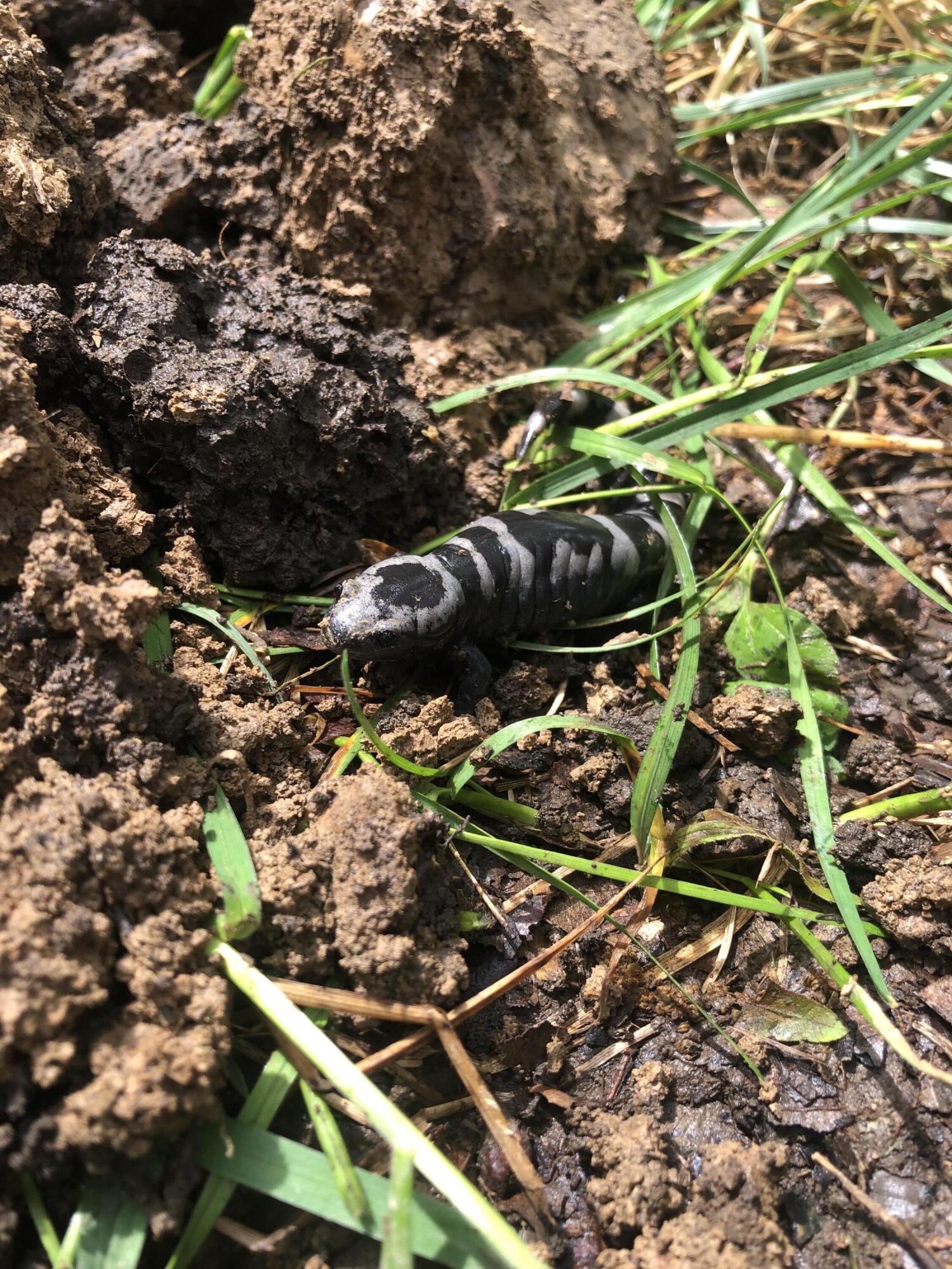 890 Bluebird Lane Property Photo 22