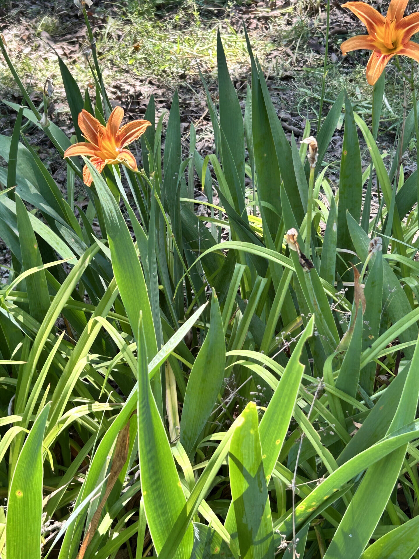 27870 Co Rd 316 Property Photo 9