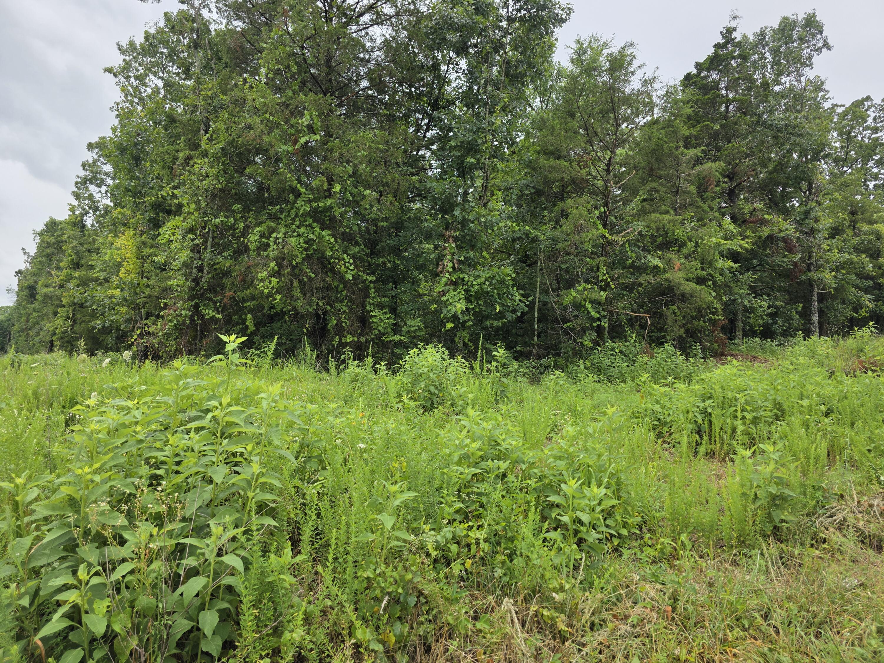 Lot 261 Saratoga/Elm Property Photo 1