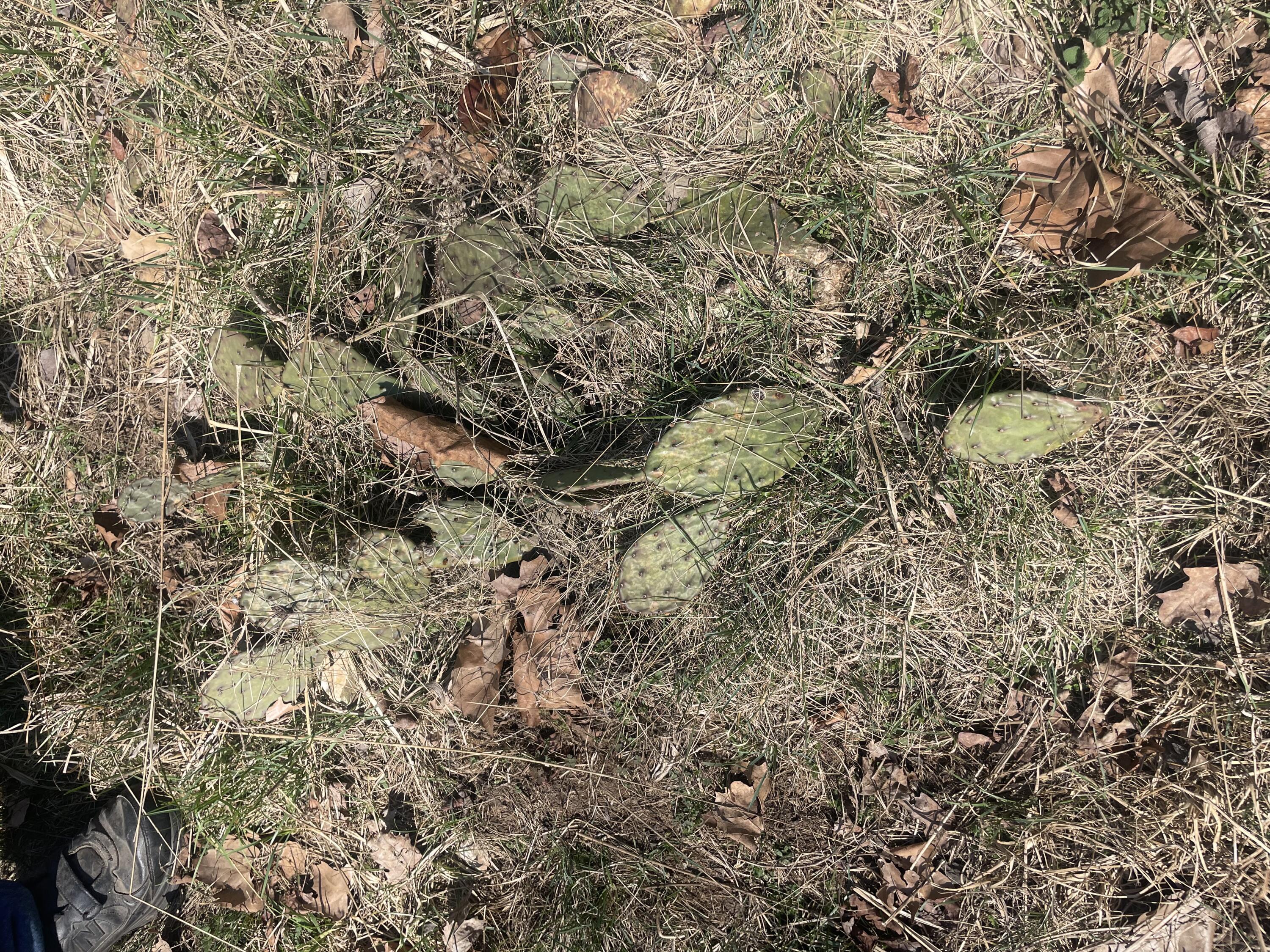 19358 Farm Road 2145 Property Photo 10