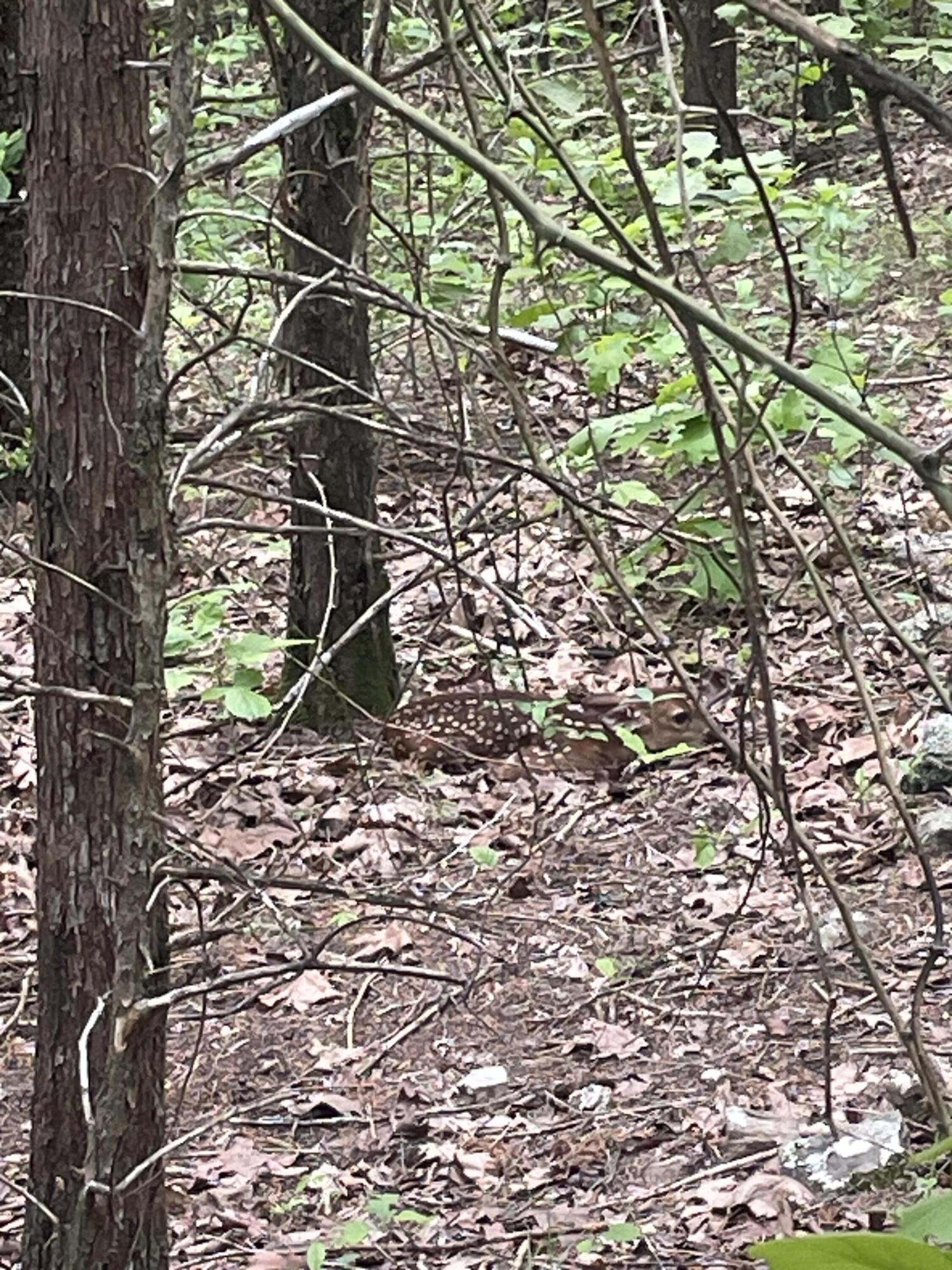 19358 Farm Road 2145 Property Photo 28