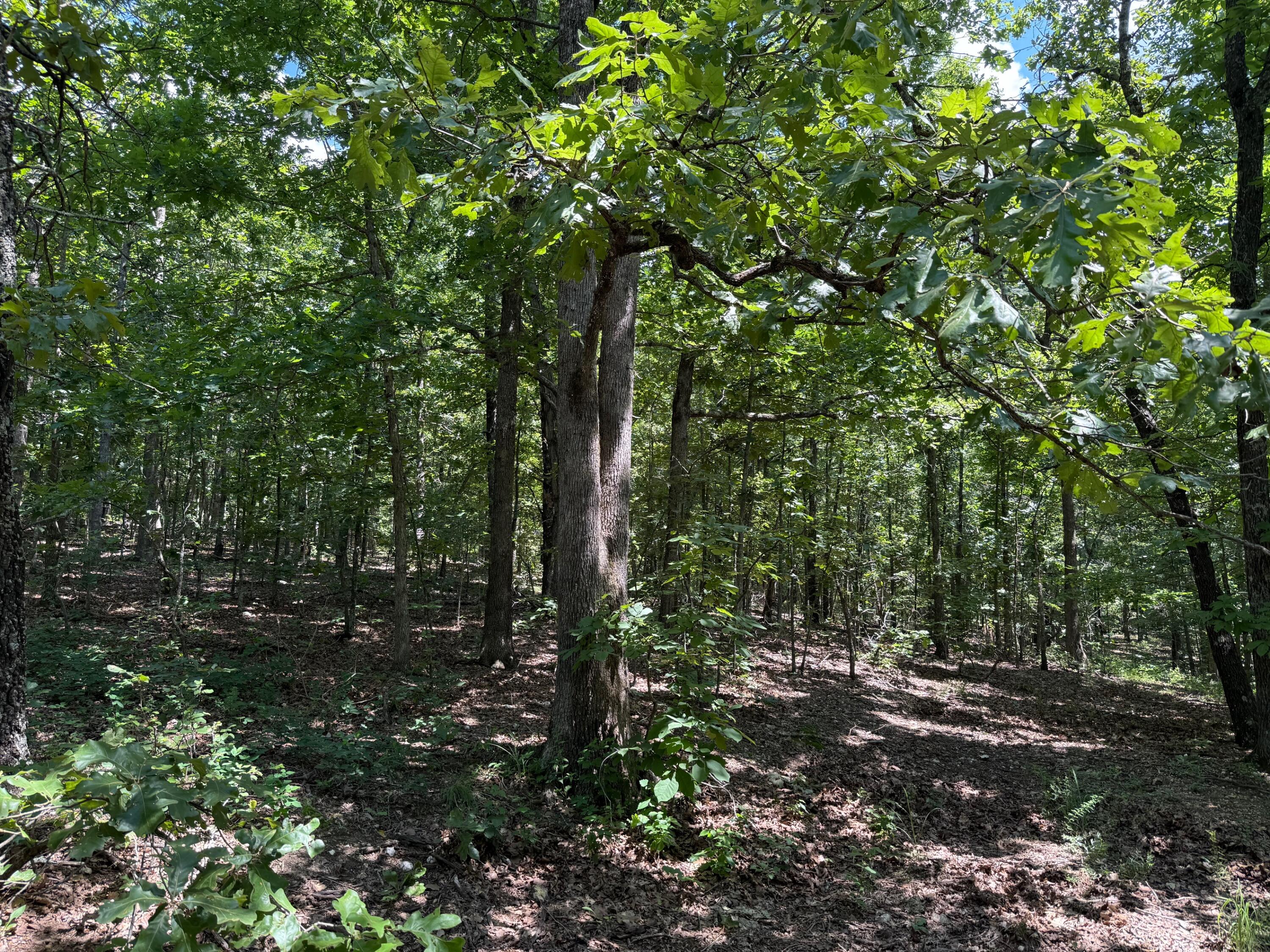 36245 Us 160 Property Photo 16
