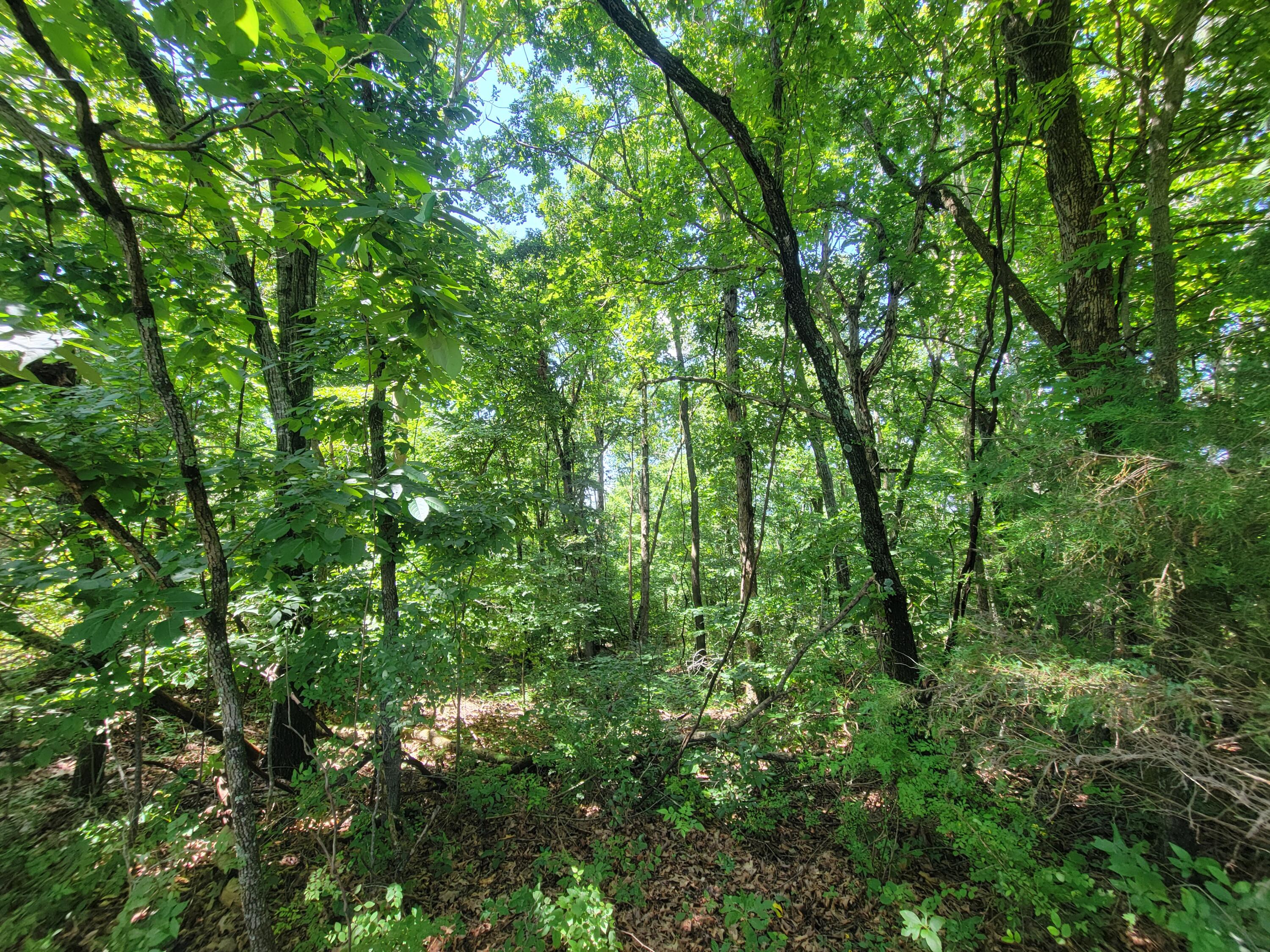 000 Hwy 160 Property Photo 5