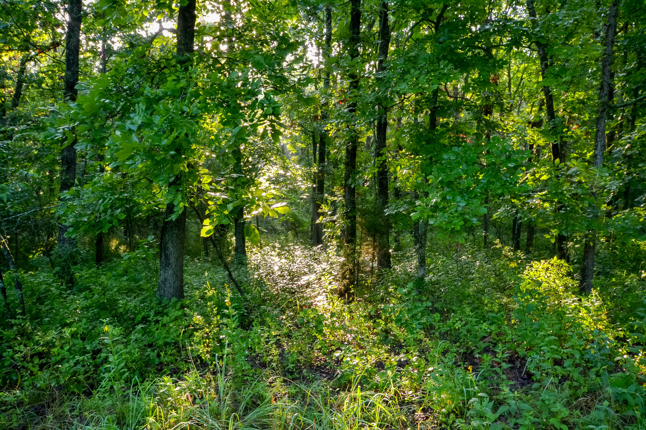 4550 Sw 151 Road Property Photo 24