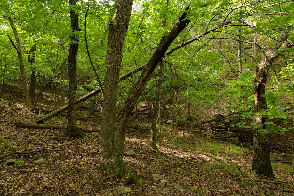 2028 Indian Point Road Property Photo 22