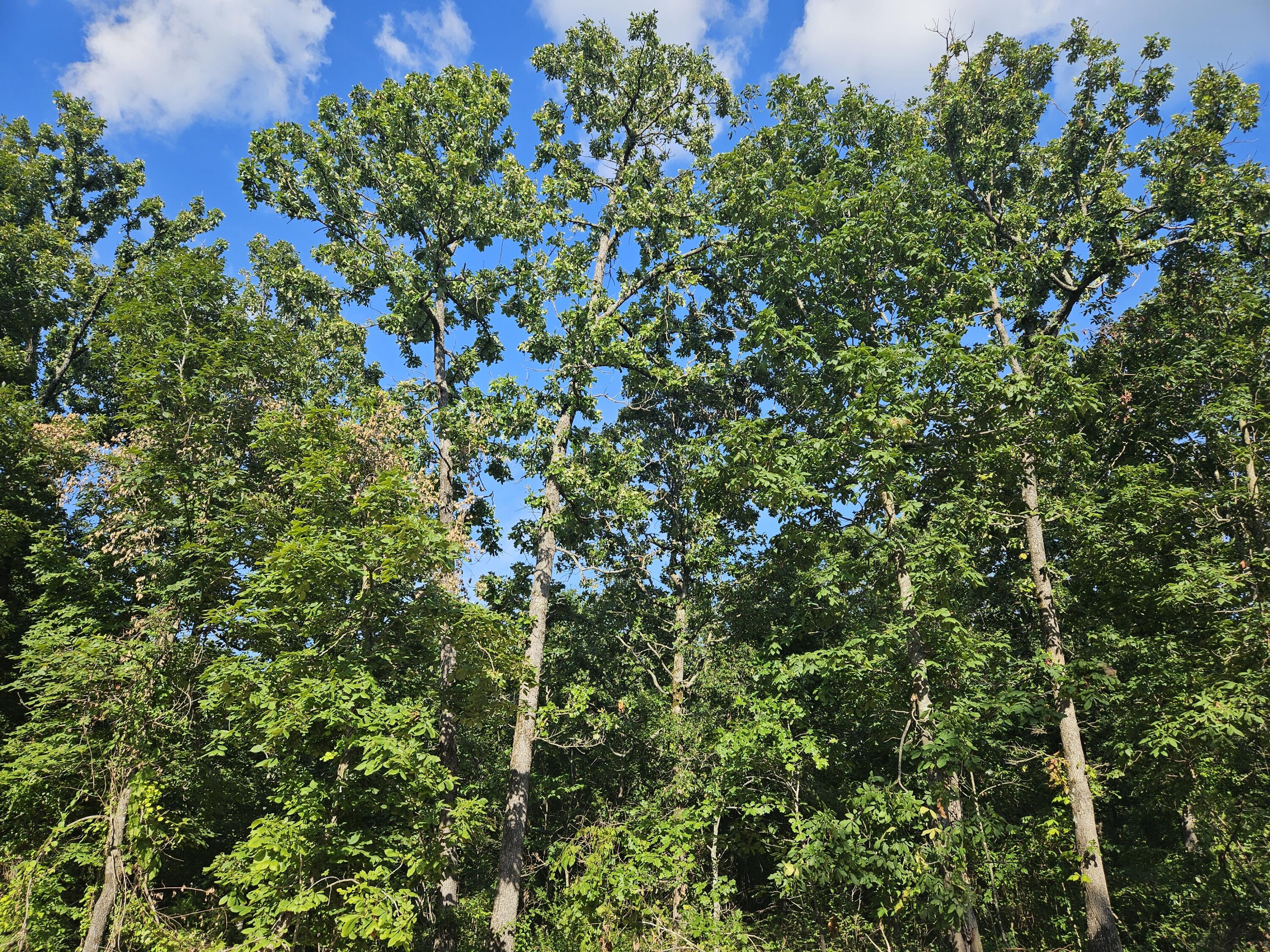 Lot 9 Deerwood Estates Property Photo 7