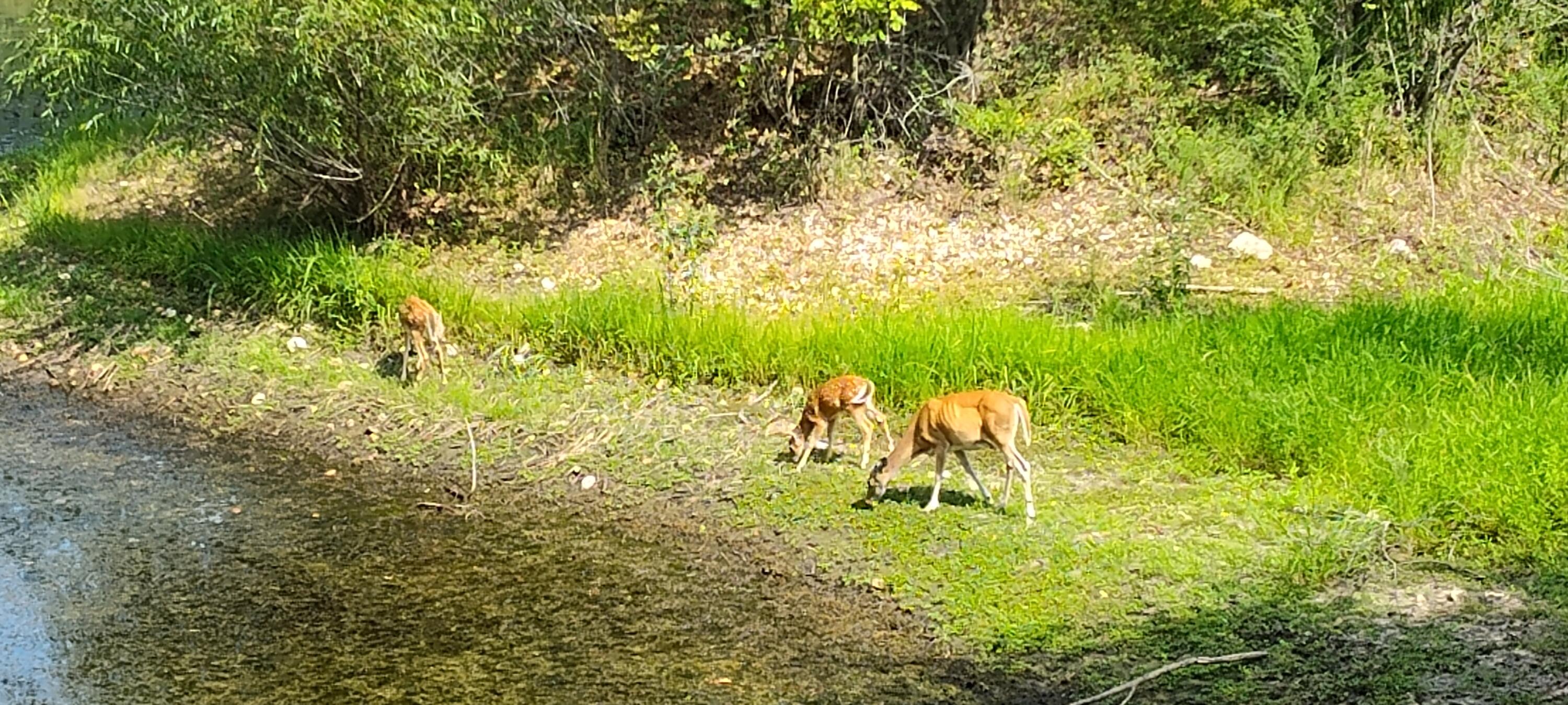 11270 Northeast 1351 Road Property Photo 77