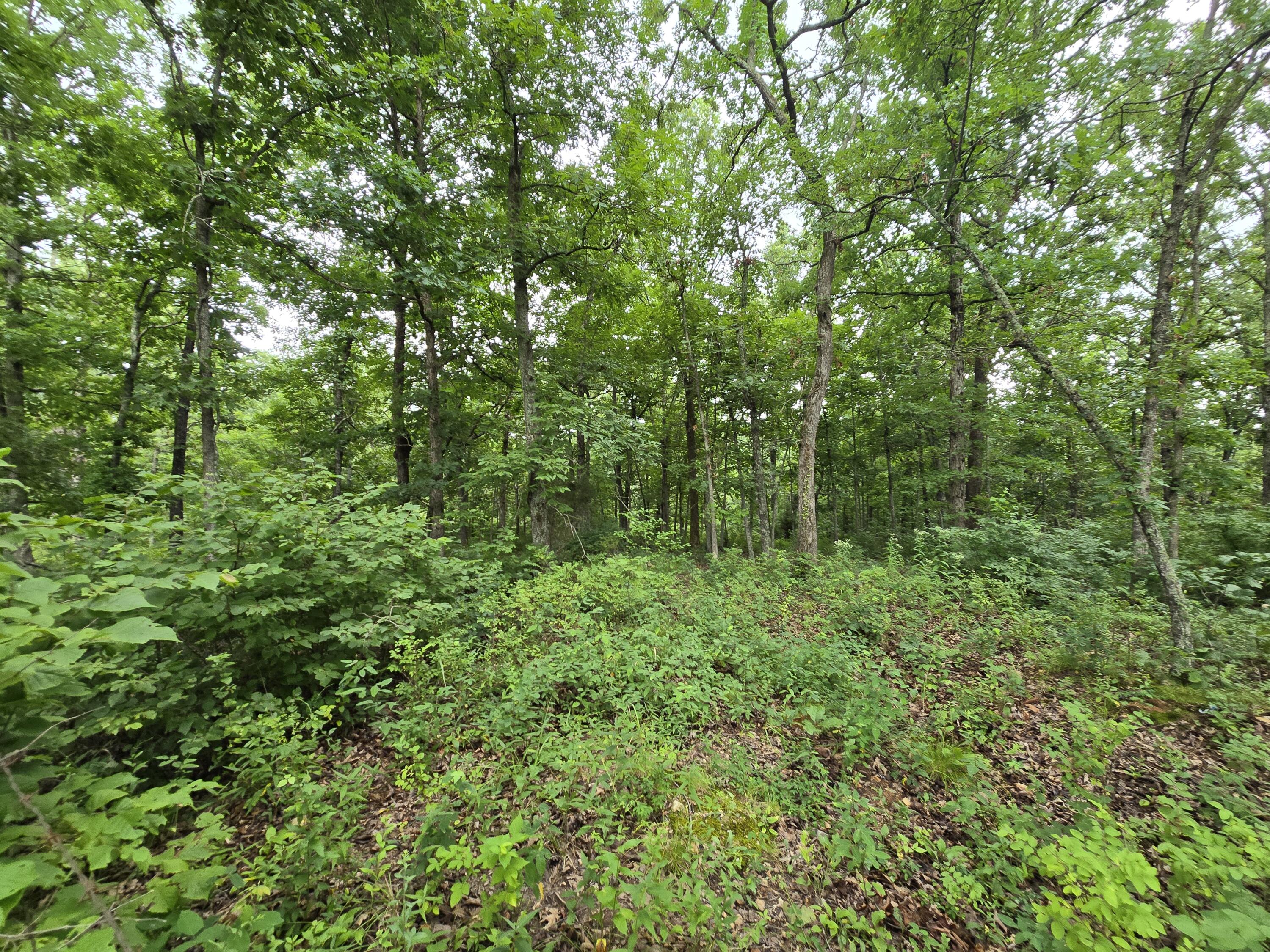 Tbd County Road 481w Property Photo 1