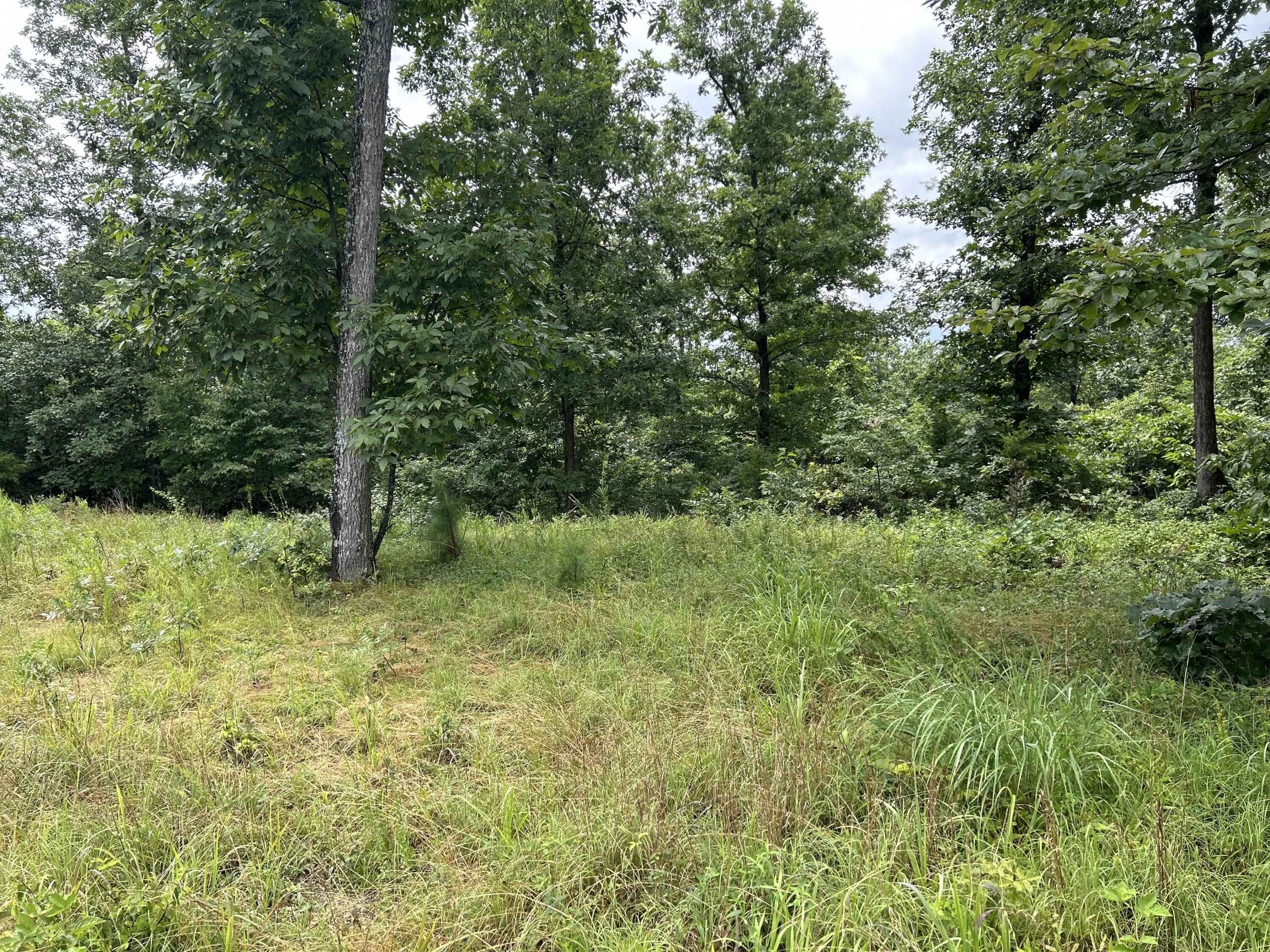 0 County Road 444 Property Photo 4