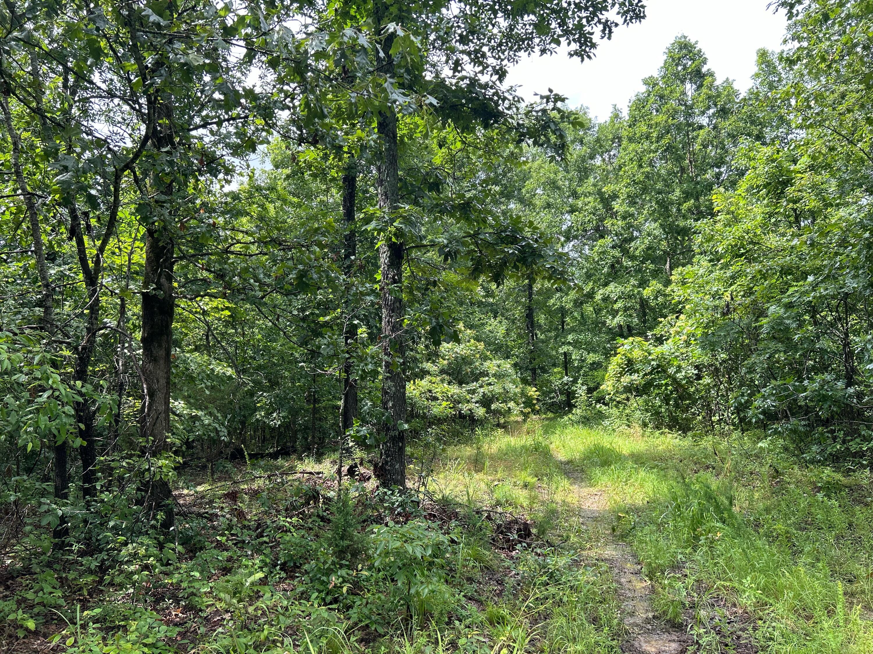 0 County Road 444 Property Photo 8