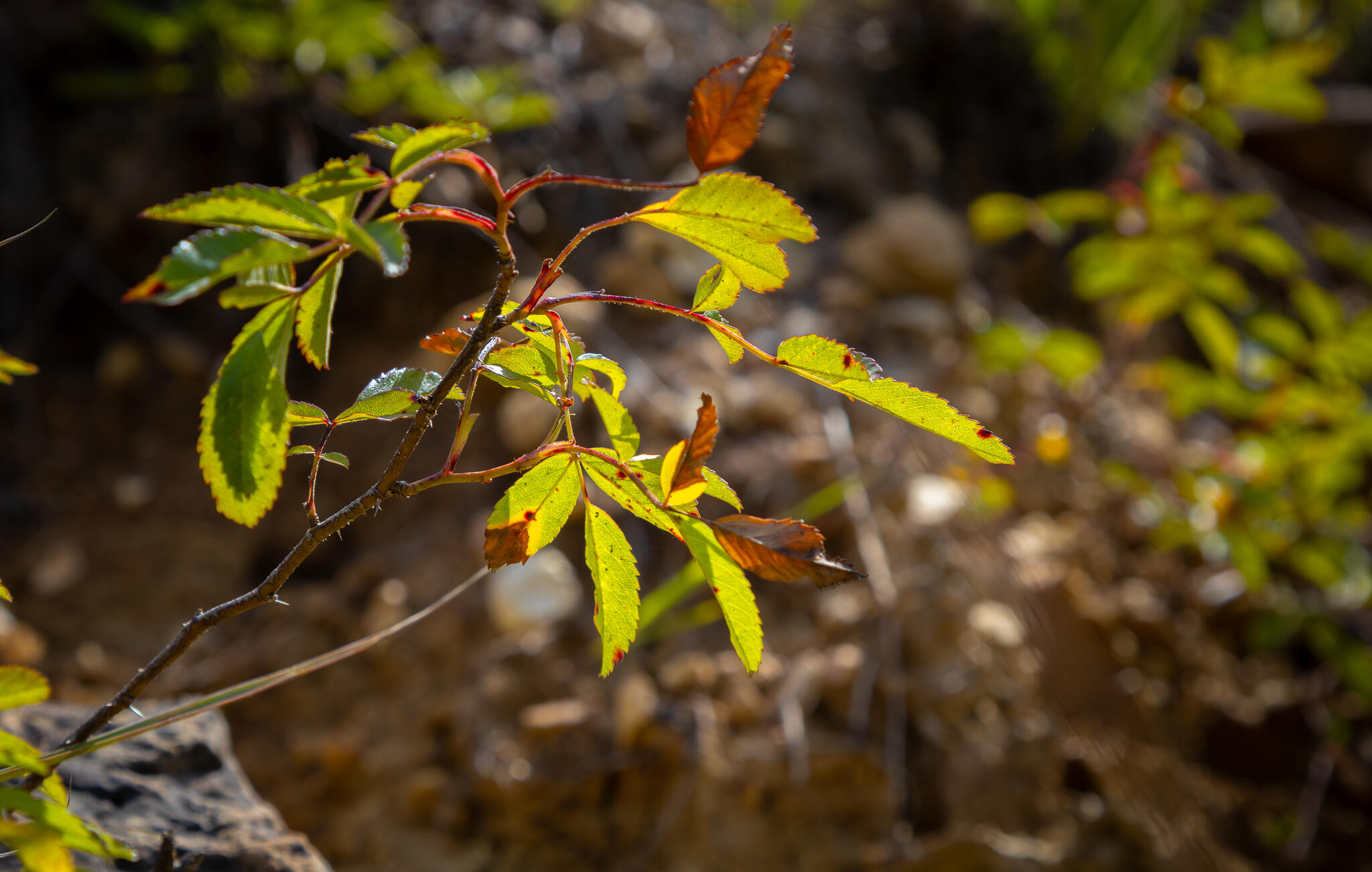 000 South 156th Rd Property Photo 43