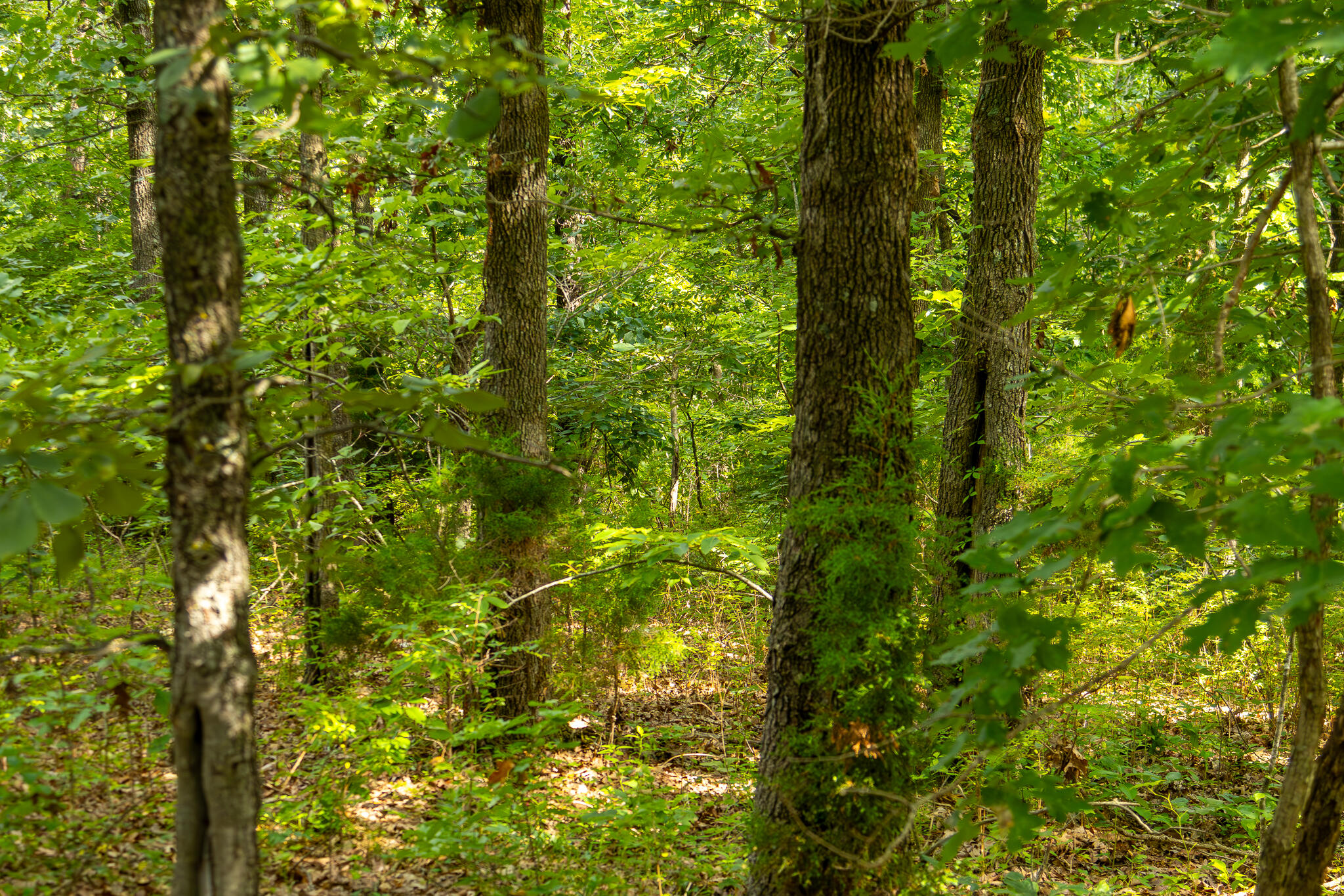 000 South 156th Rd Property Photo 45