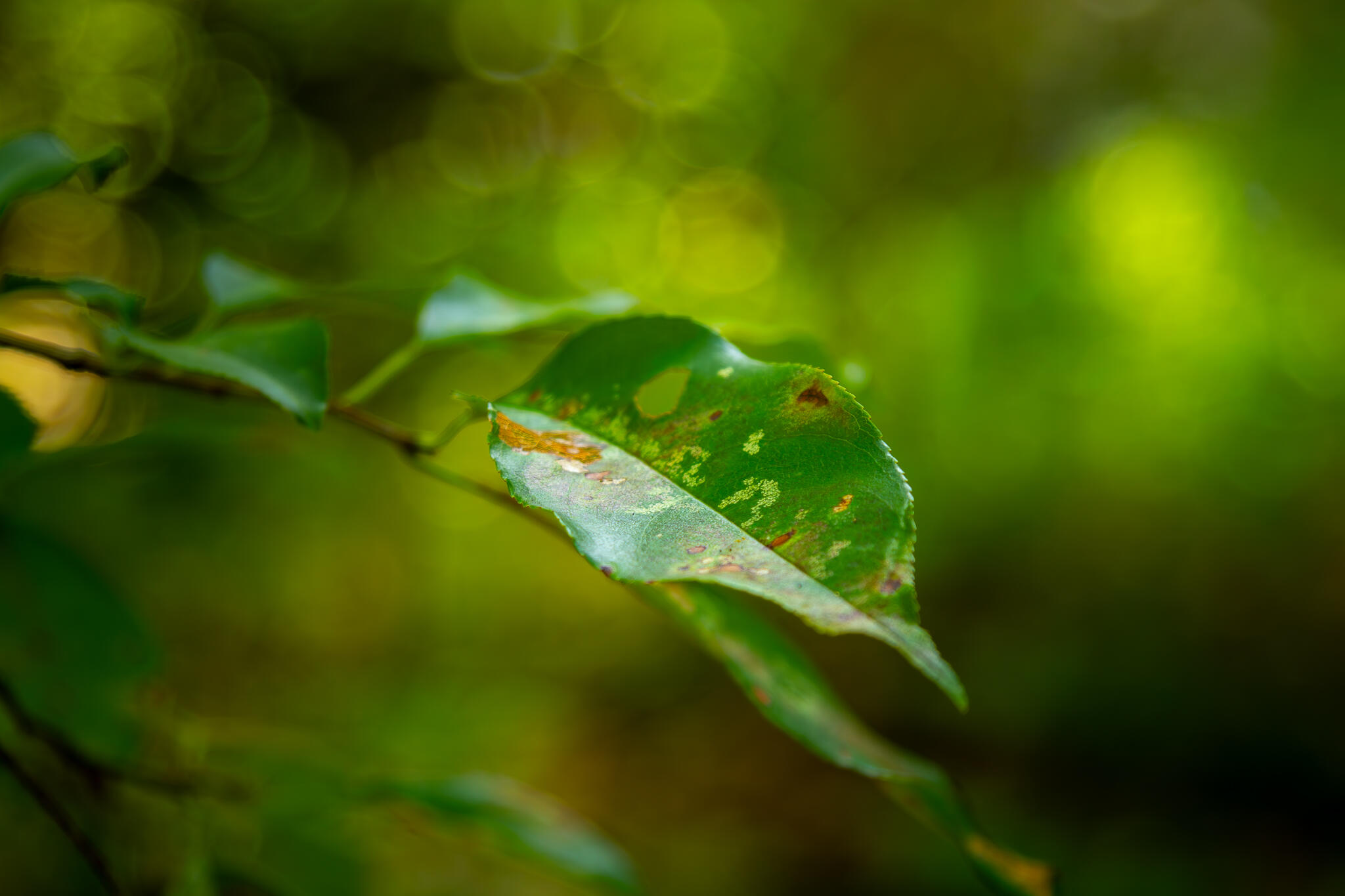 000 South 156th Rd Property Photo 47