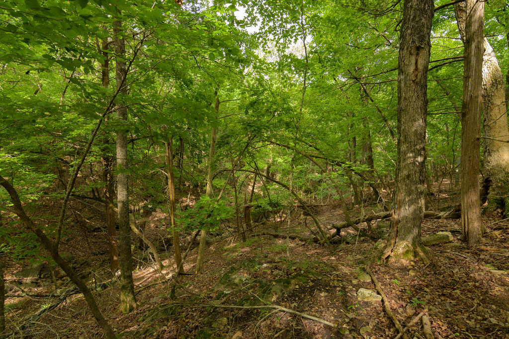 2028 Indian Point Road Property Photo 19