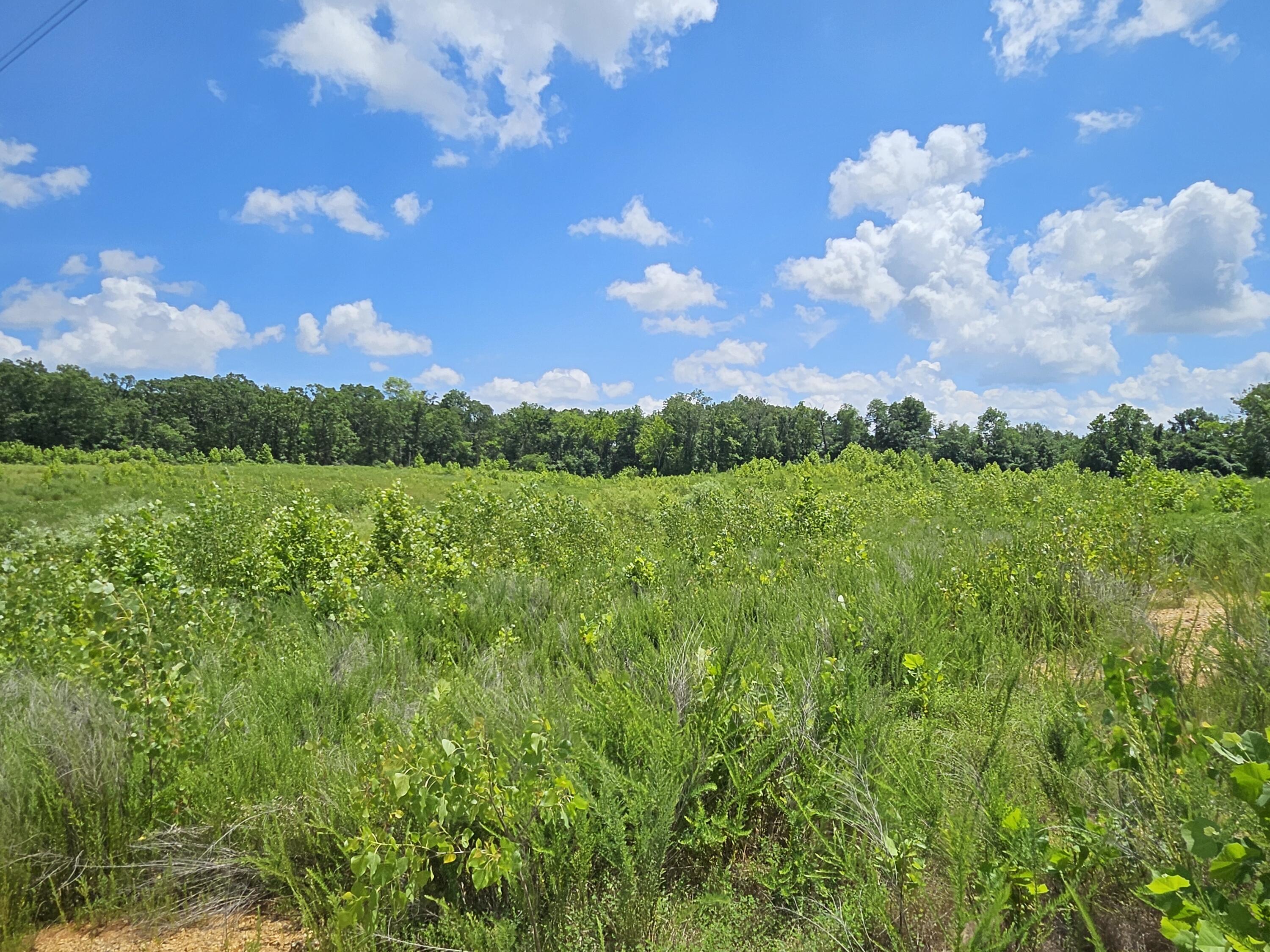 000 Dogwood Lane Property Photo 12