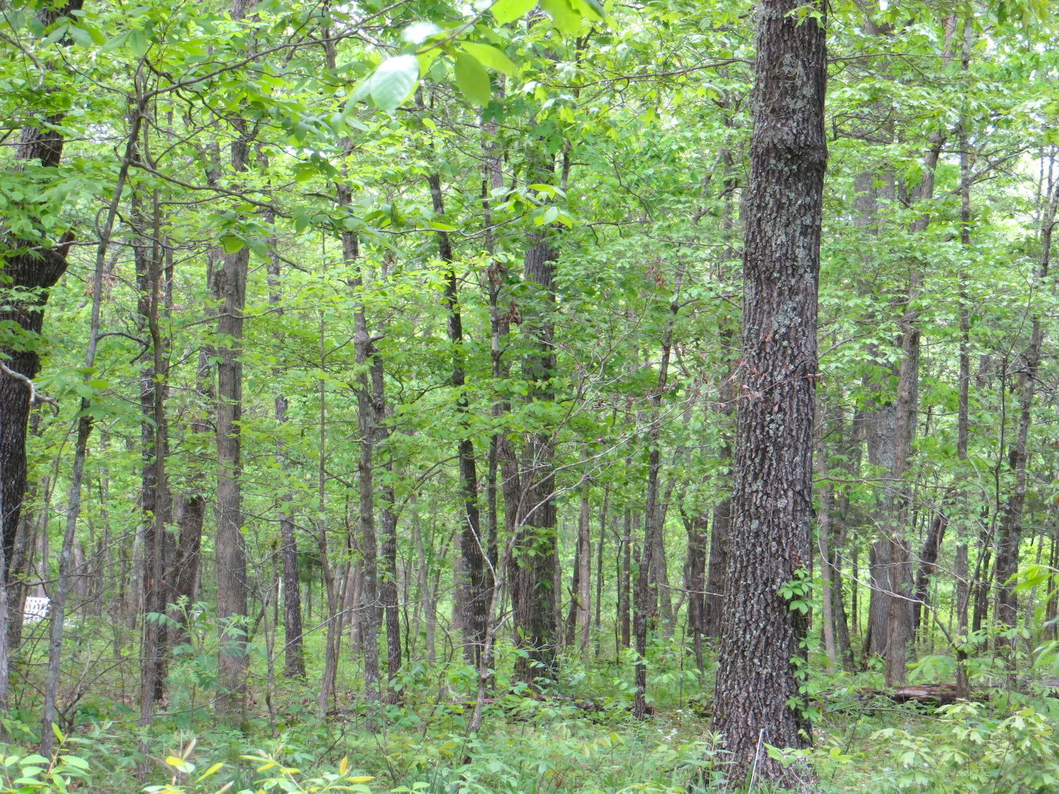Tbd County Road 206 Property Photo 1