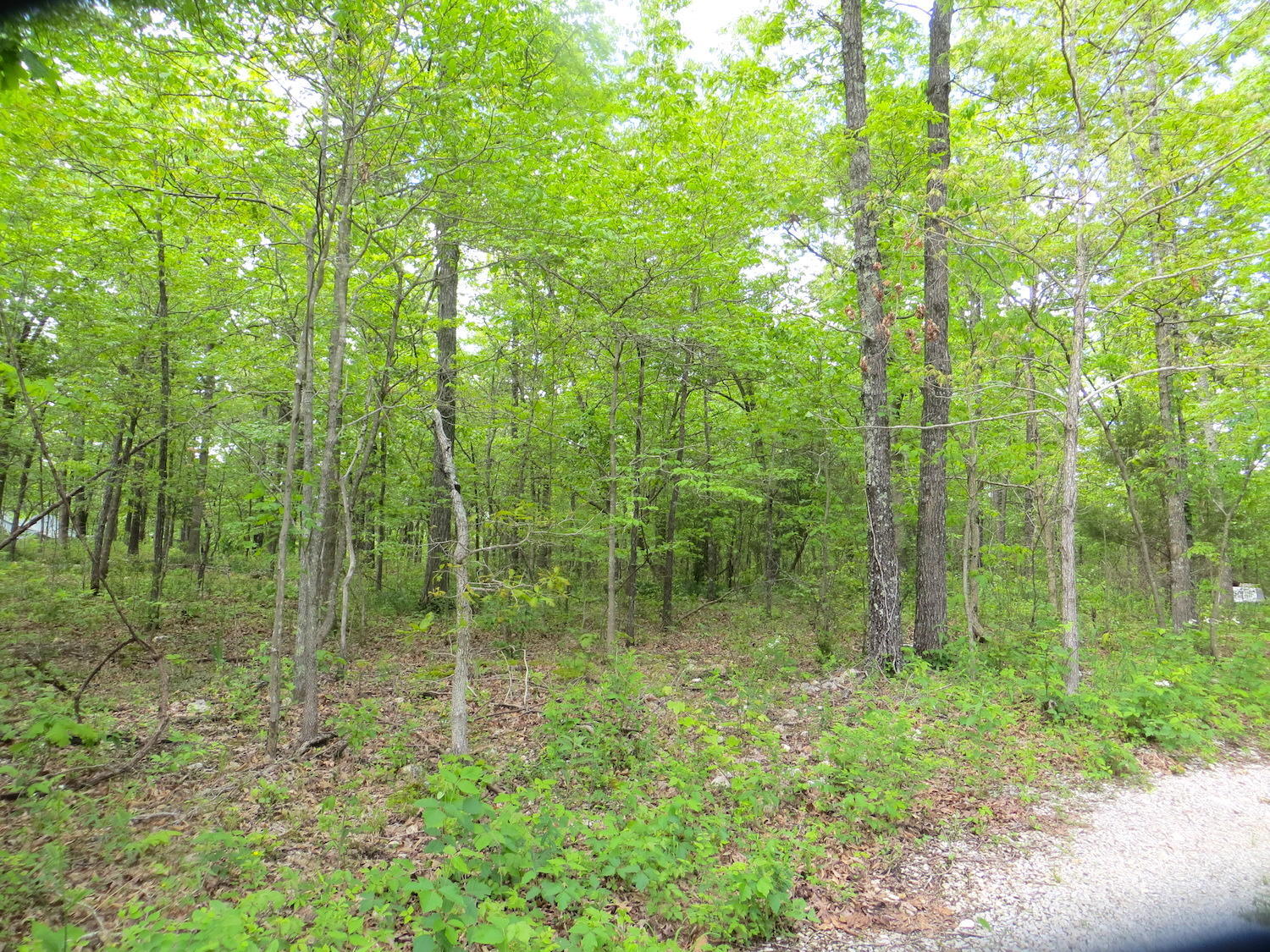 Tbd County Road 206 Property Photo 5