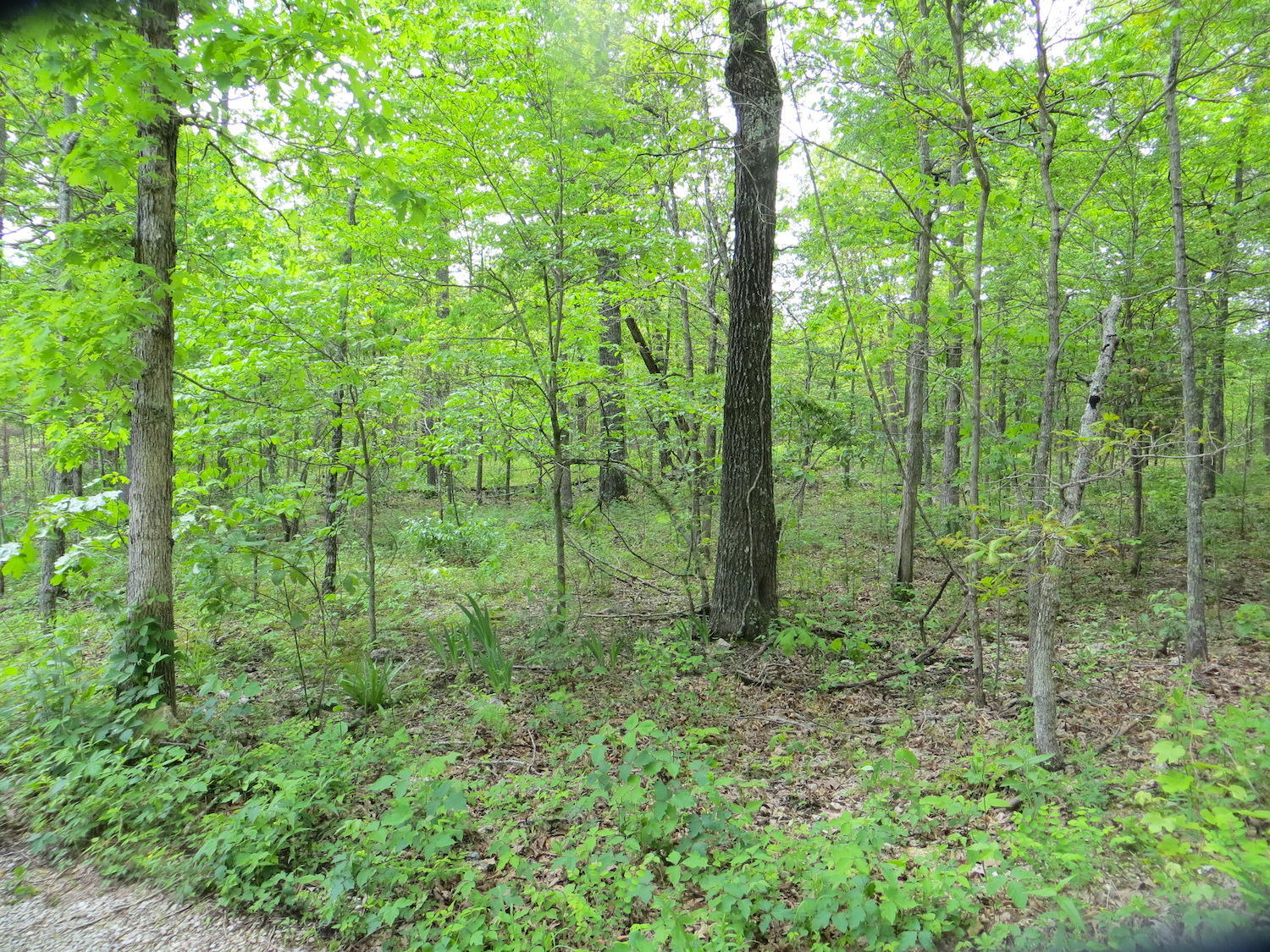 Tbd County Road 206 Property Photo 6