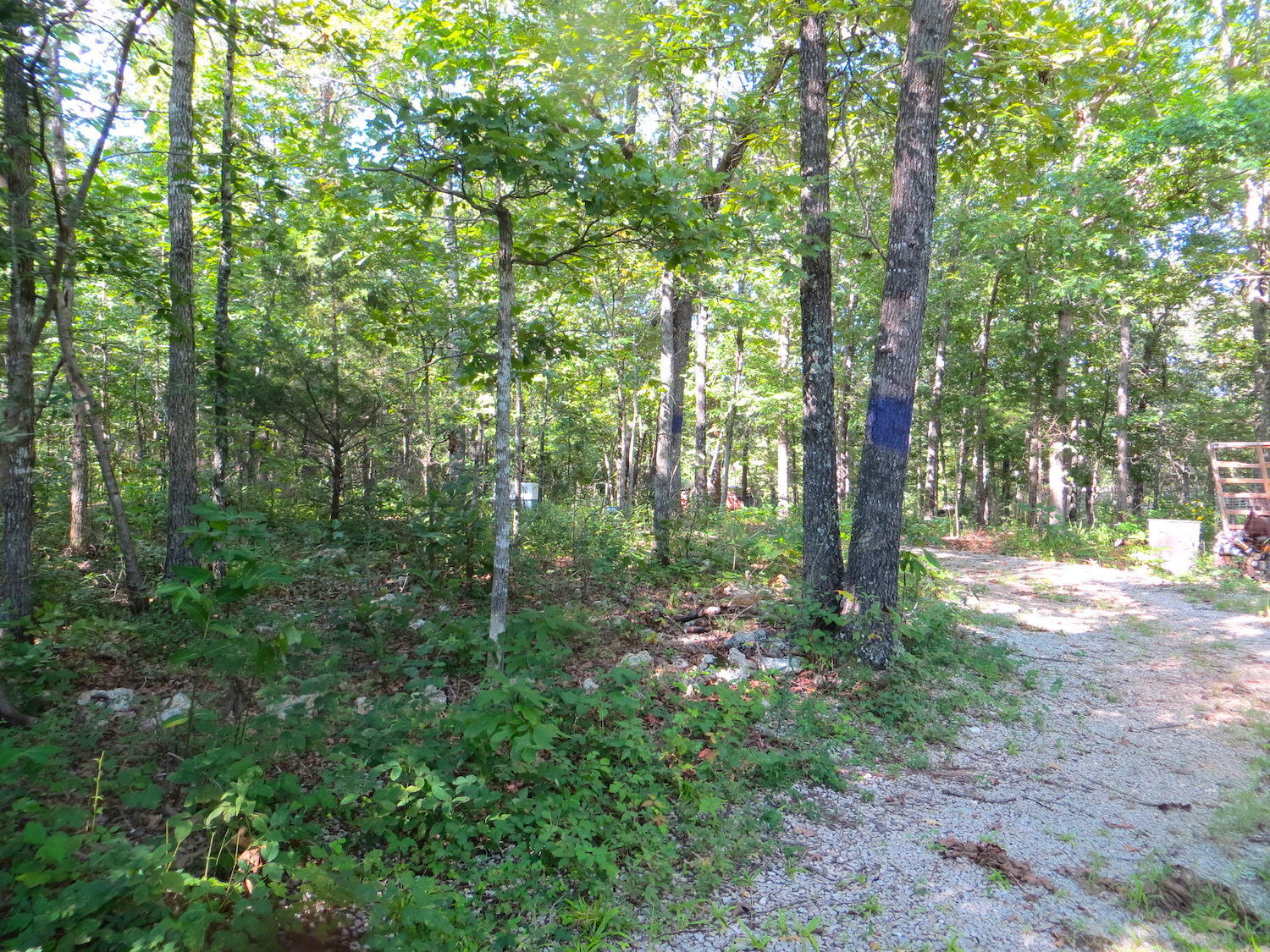 Tbd County Road 206 Property Photo 7