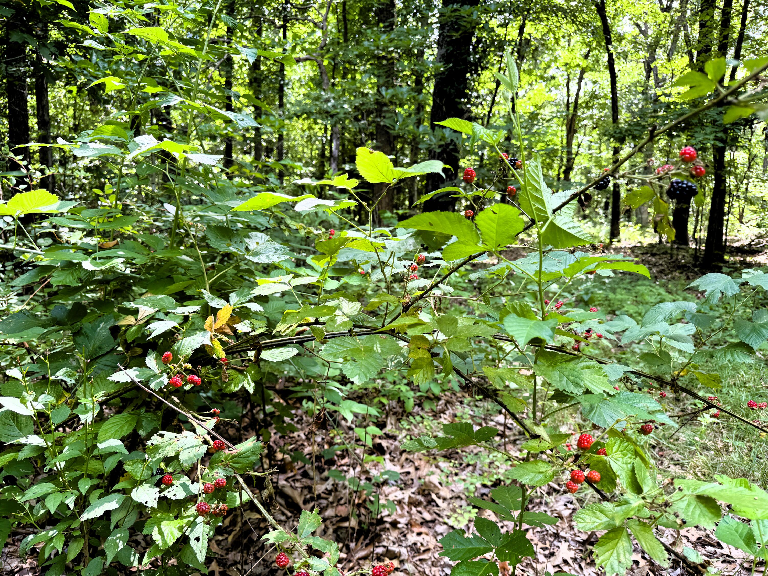 000 Wilderness Way Property Photo 21