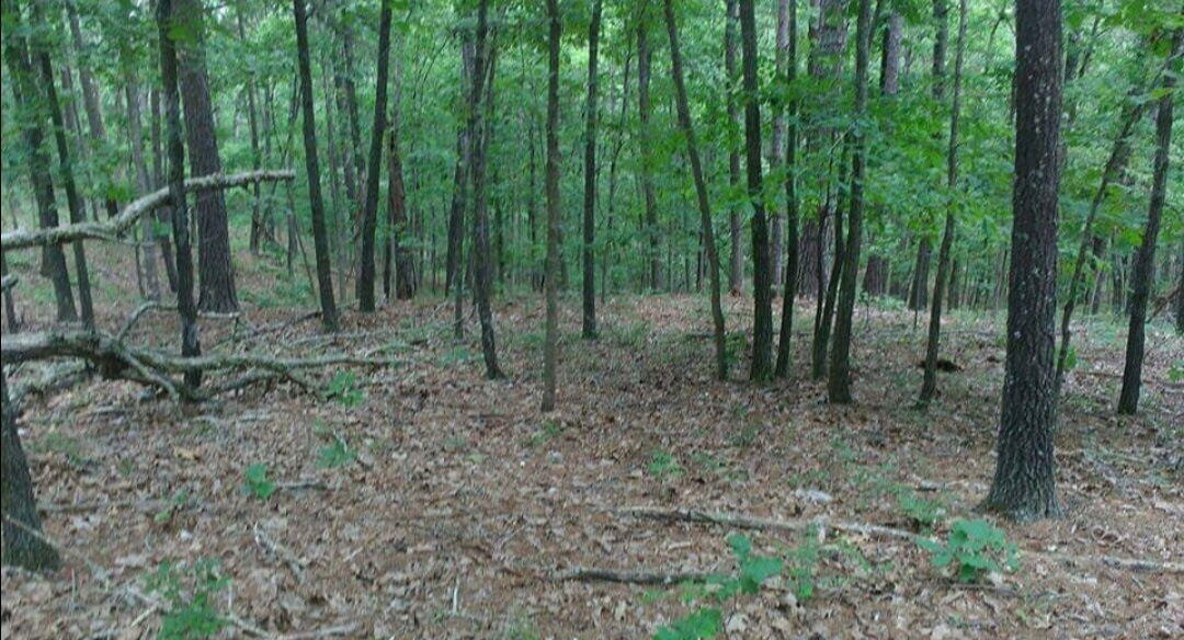 481 Timberline Road Property Photo 1