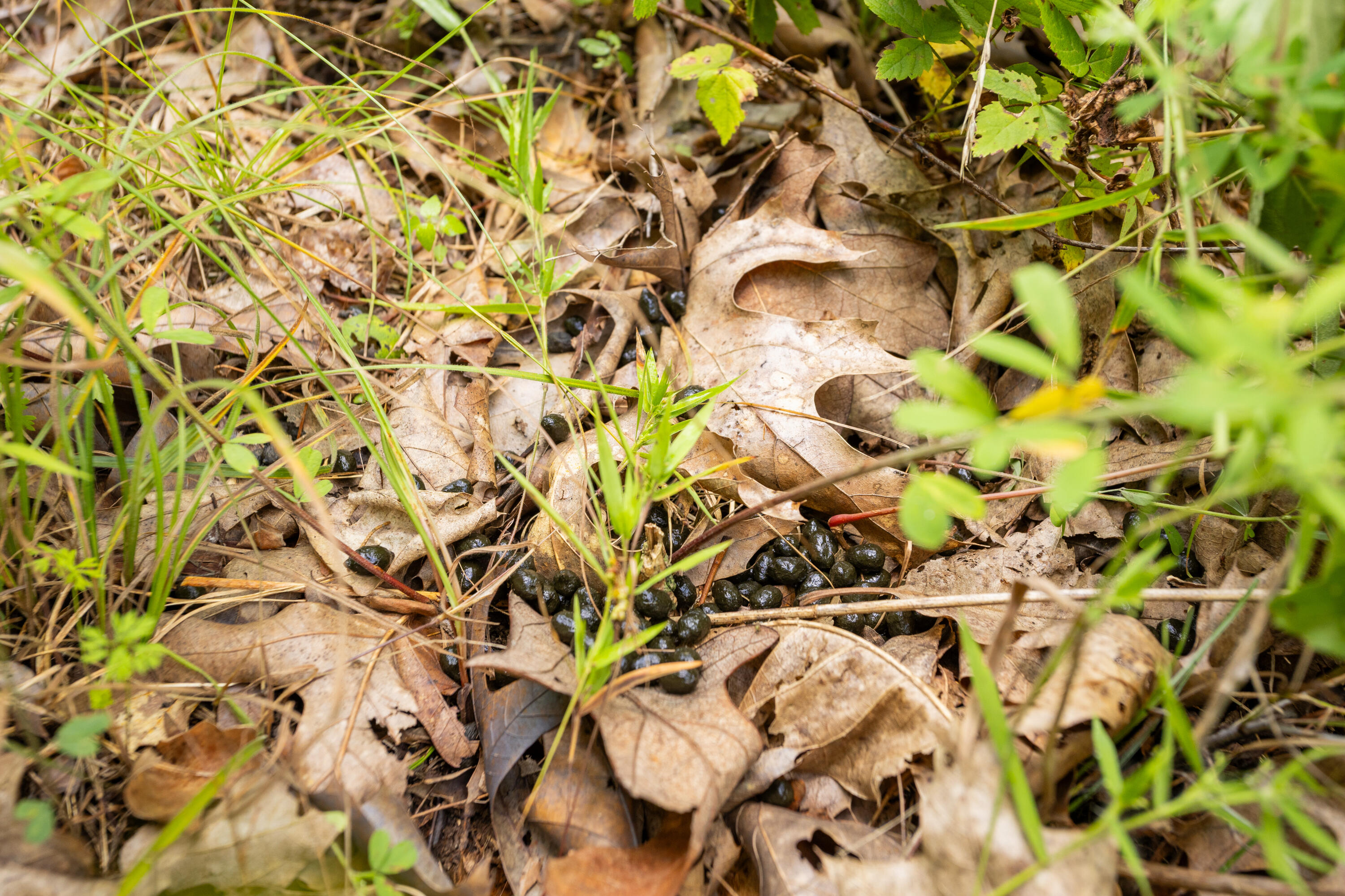 Tbd Goat Road Property Photo 17