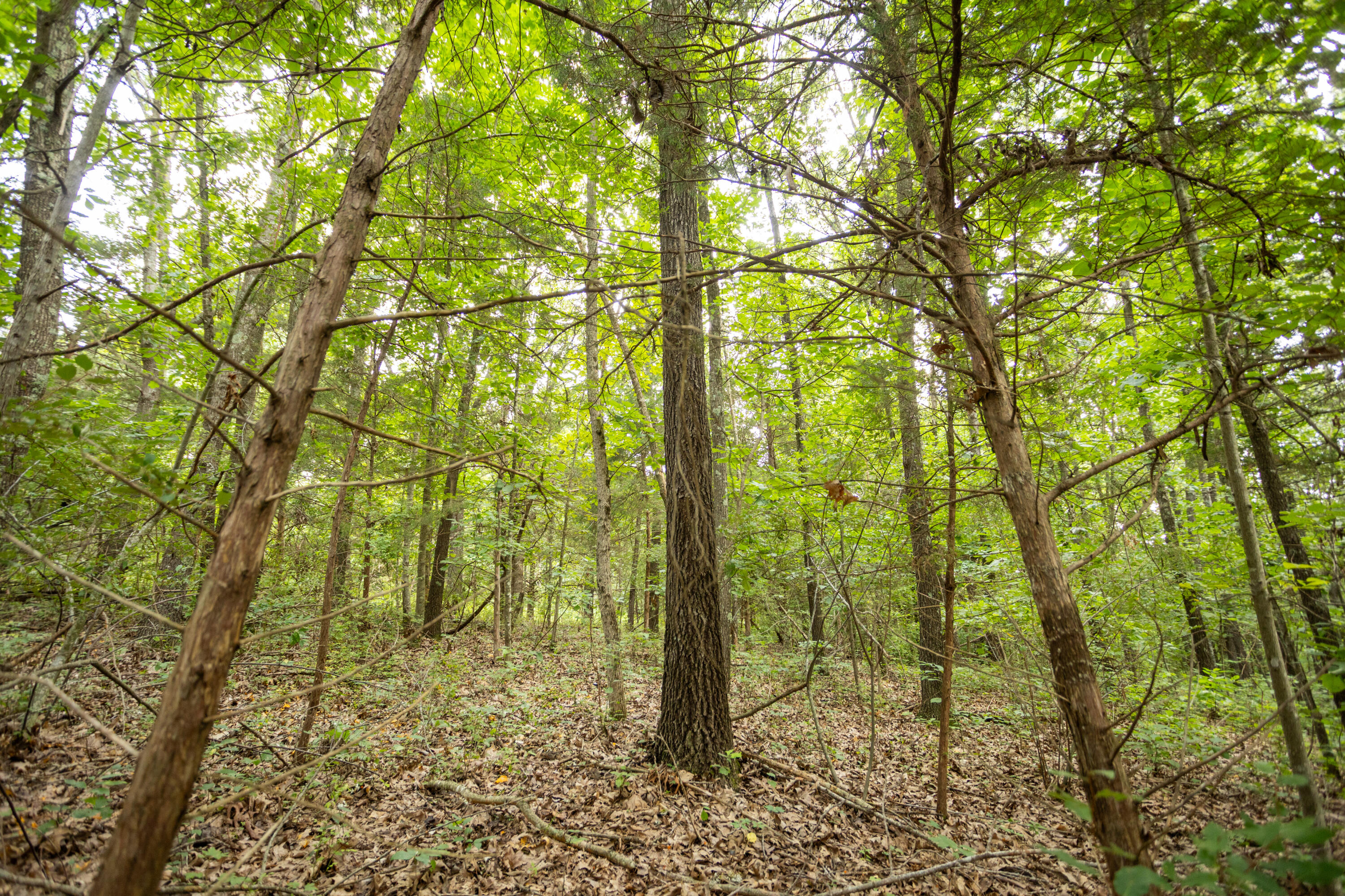 Tbd Tract 1 Goat Road Property Photo 4