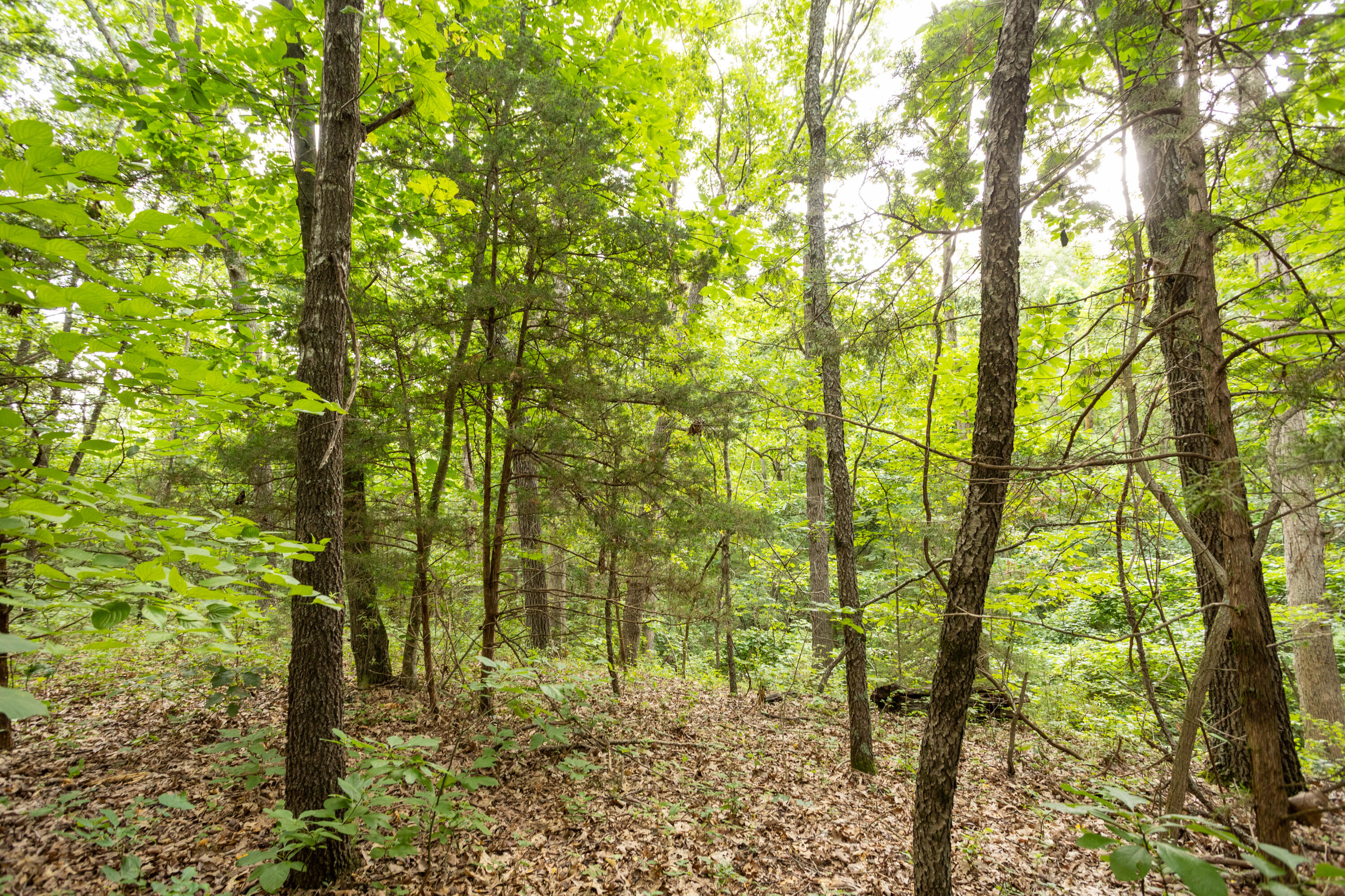 Tbd Tract 1 Goat Road Property Photo 5