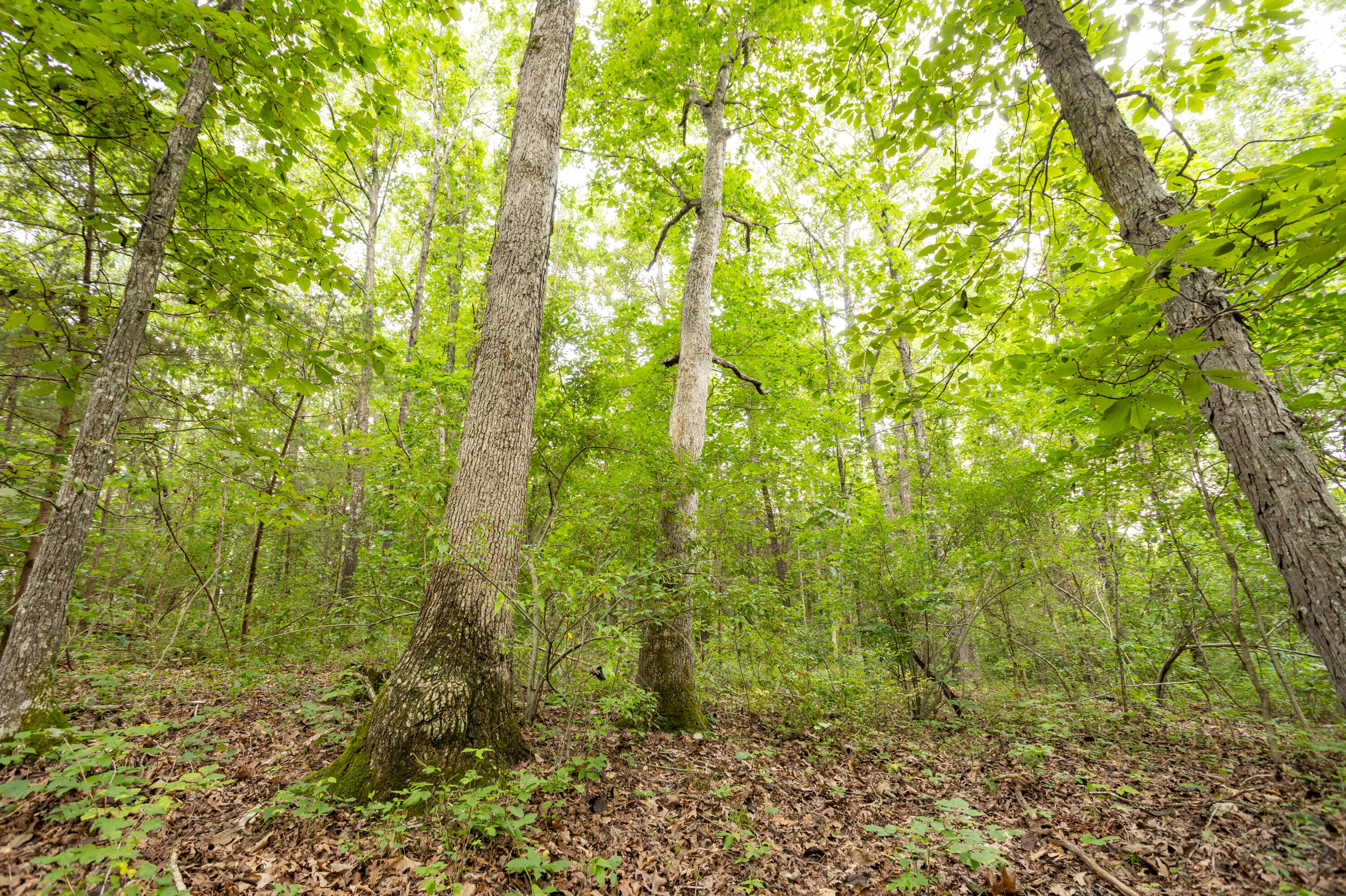 Tbd Tract 1 Goat Road Property Photo 7