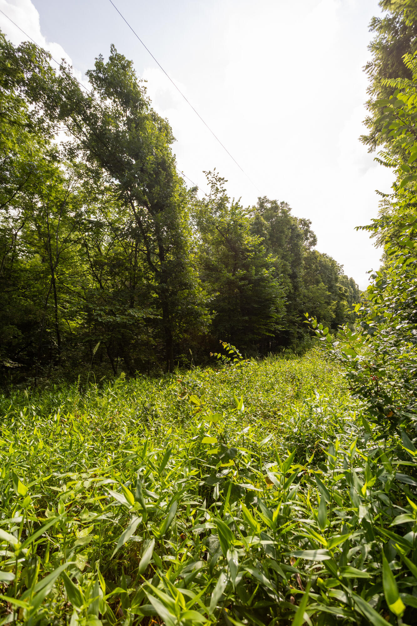 Tbd Tract 1 Goat Road Property Photo 8
