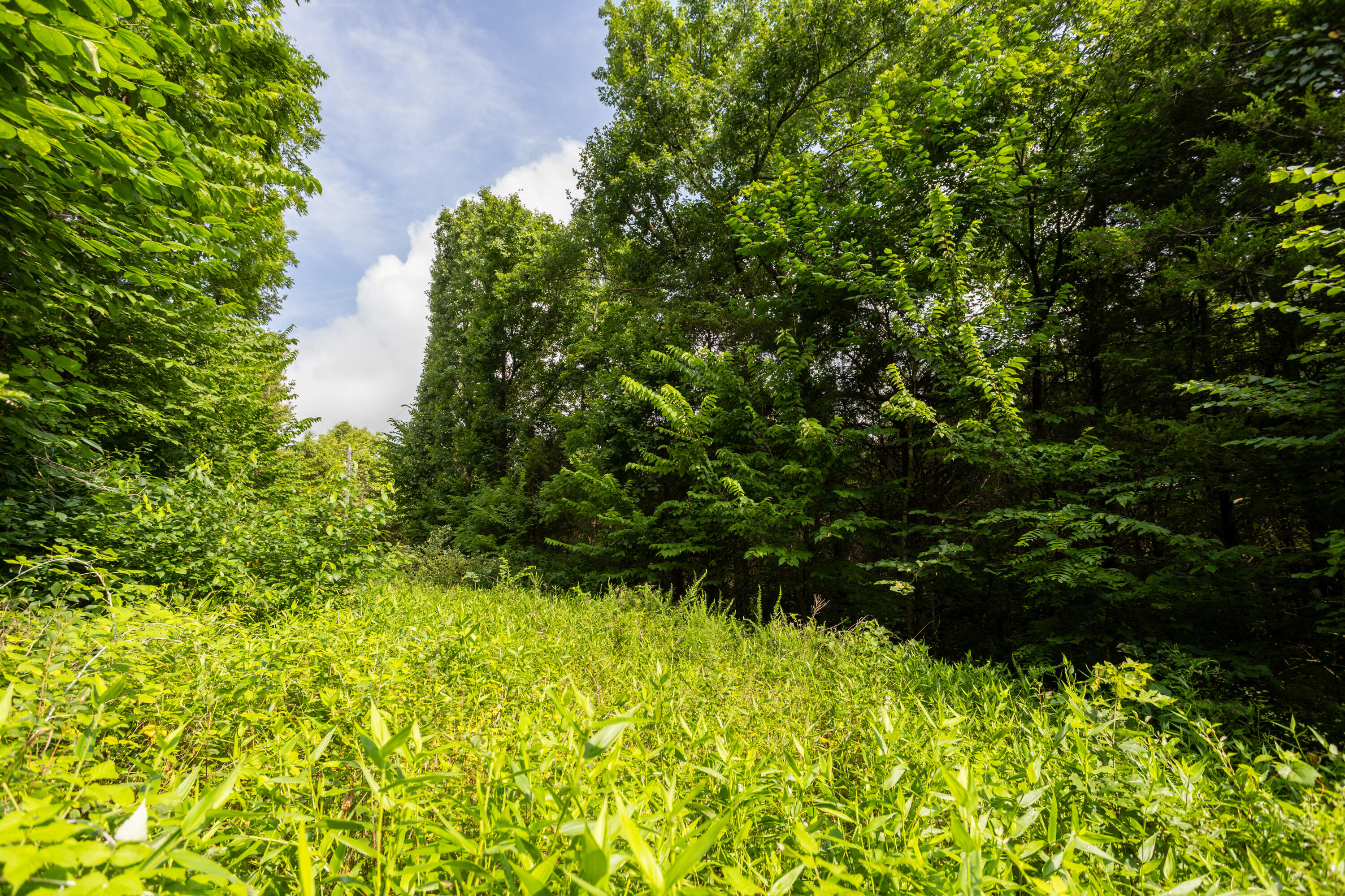 Tbd Tract 1 Goat Road Property Photo 9