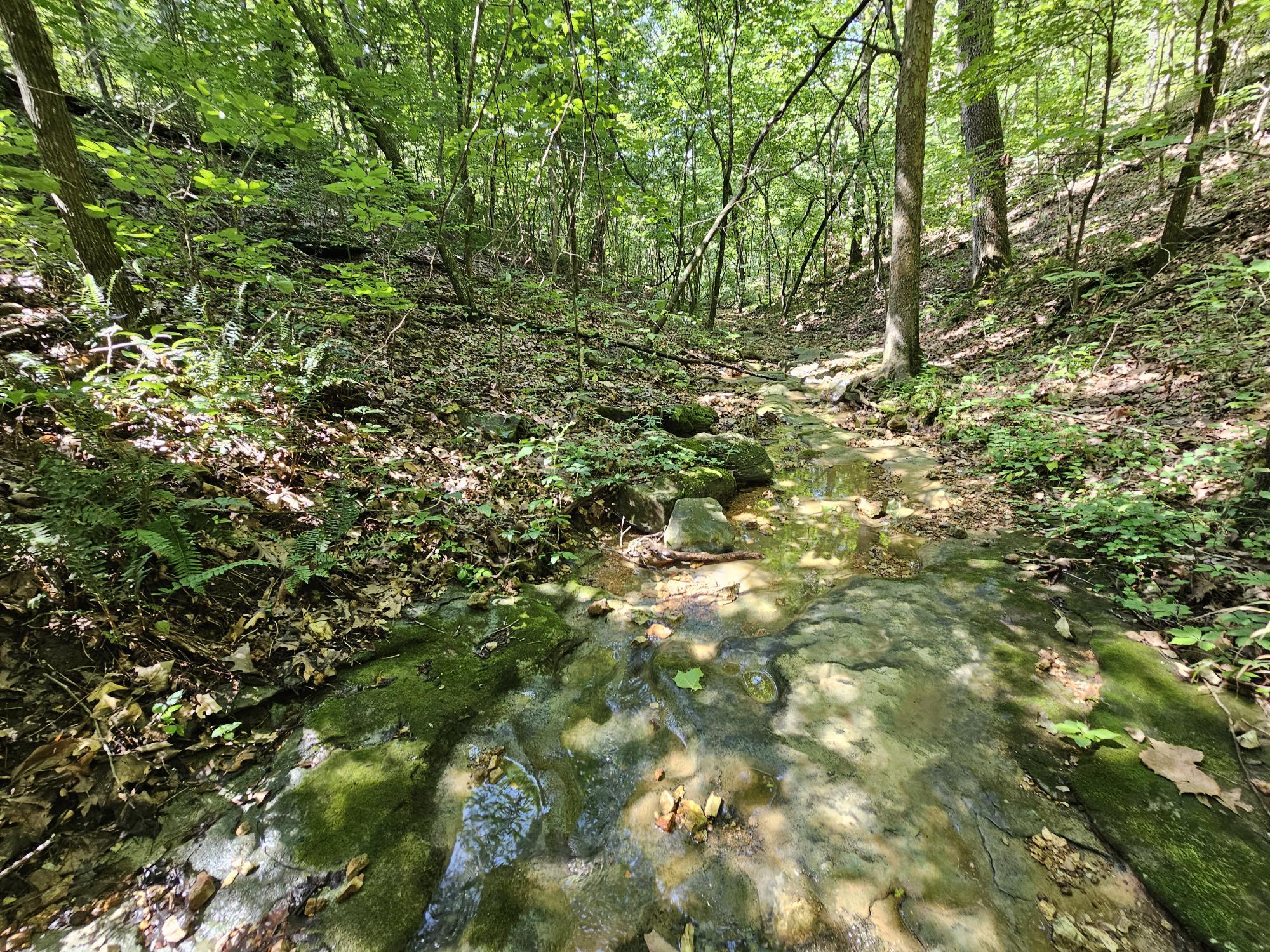 65 Acres Plainview Road Property Photo 4