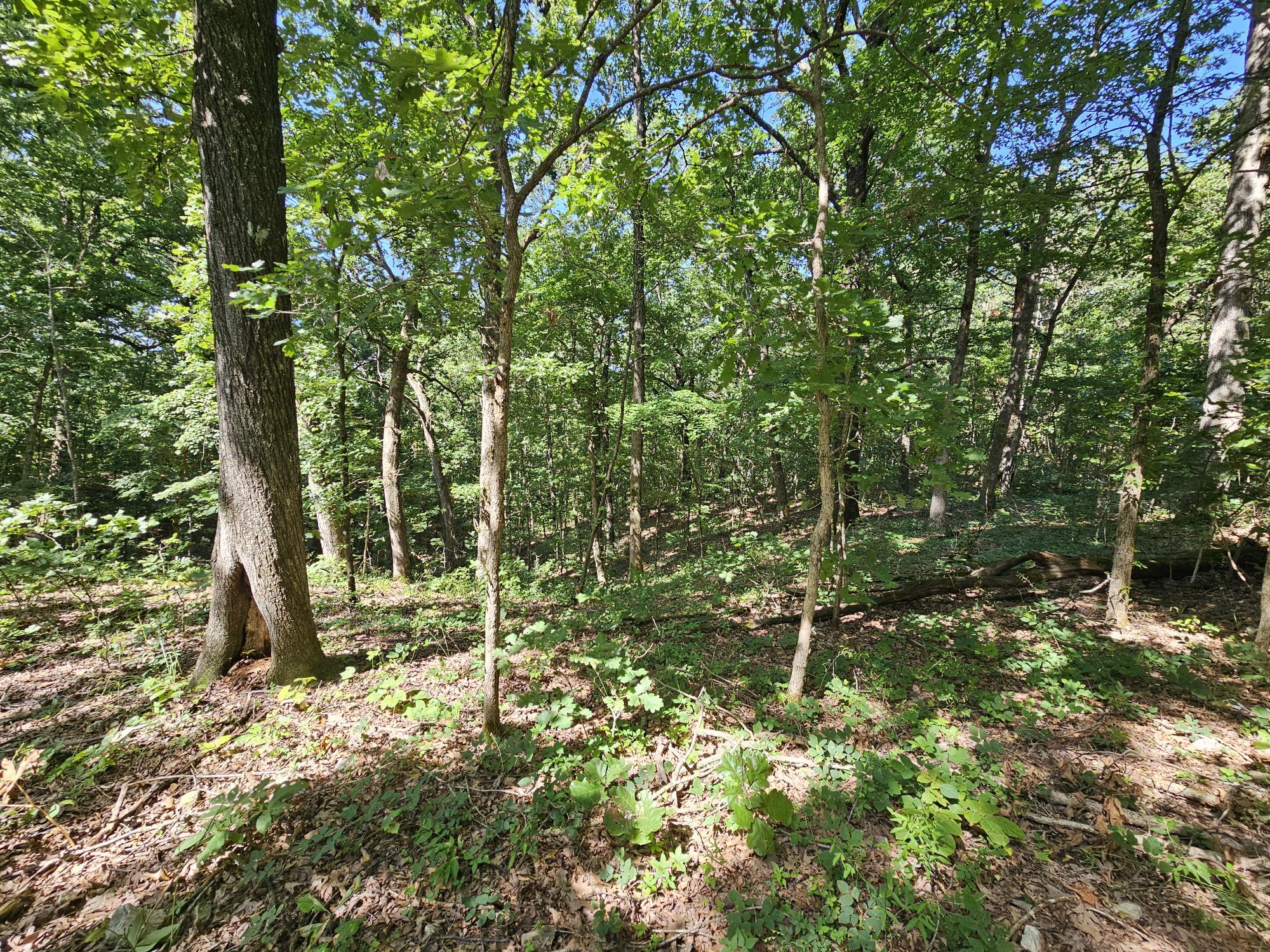 65 Acres Plainview Road Property Photo 8