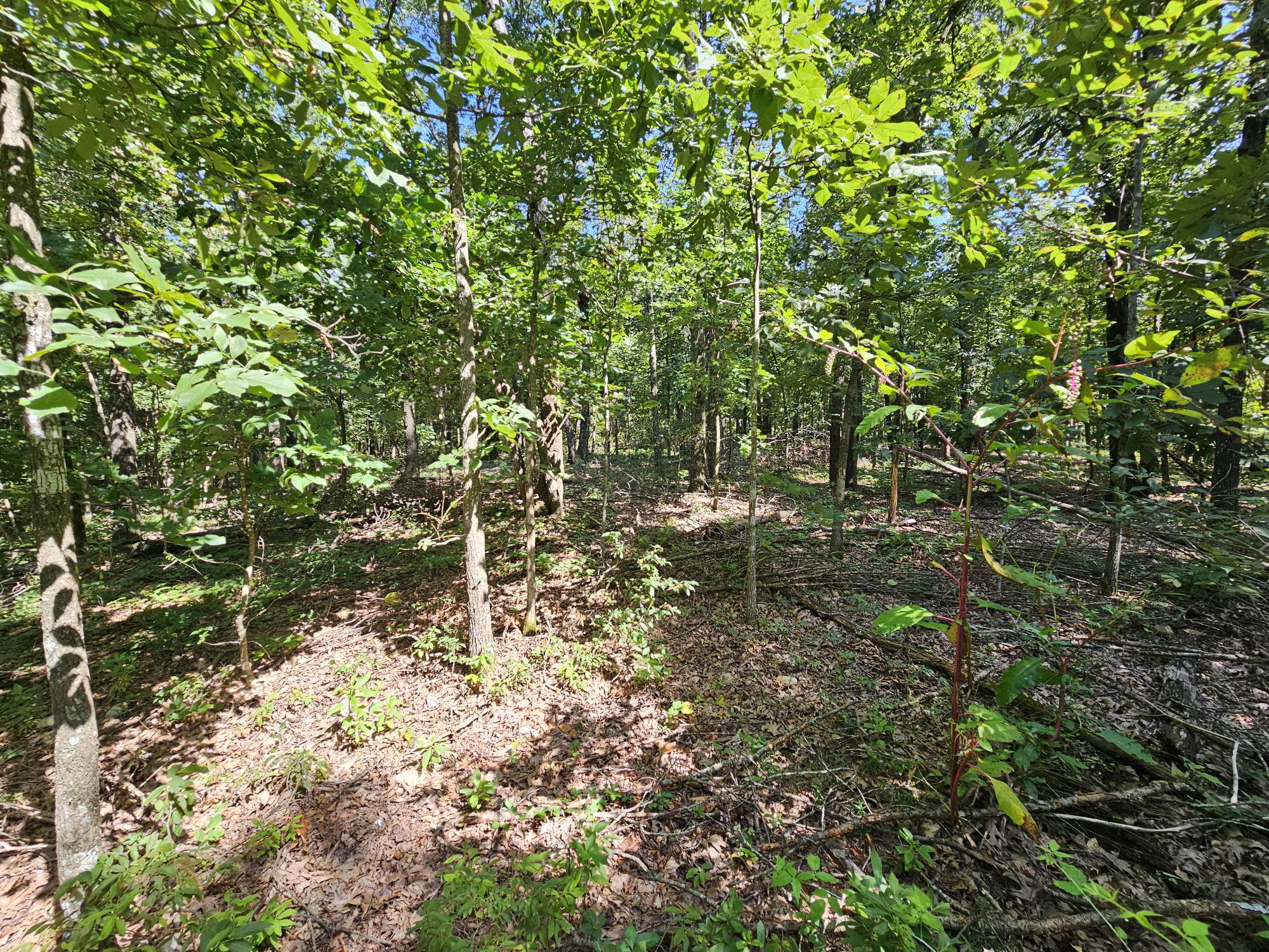 65 Acres Plainview Road Property Photo 9