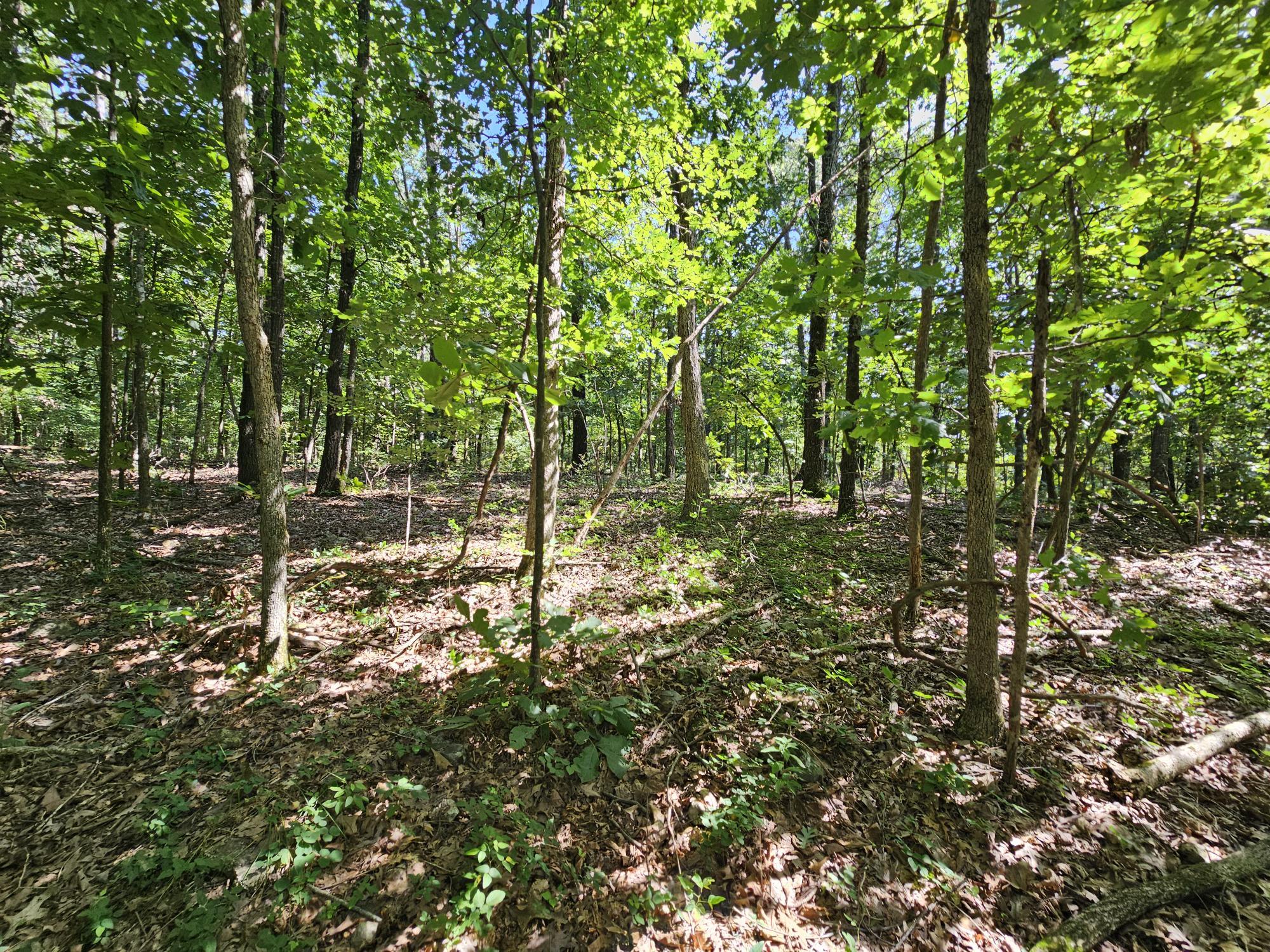 65 Acres Plainview Road Property Photo 10