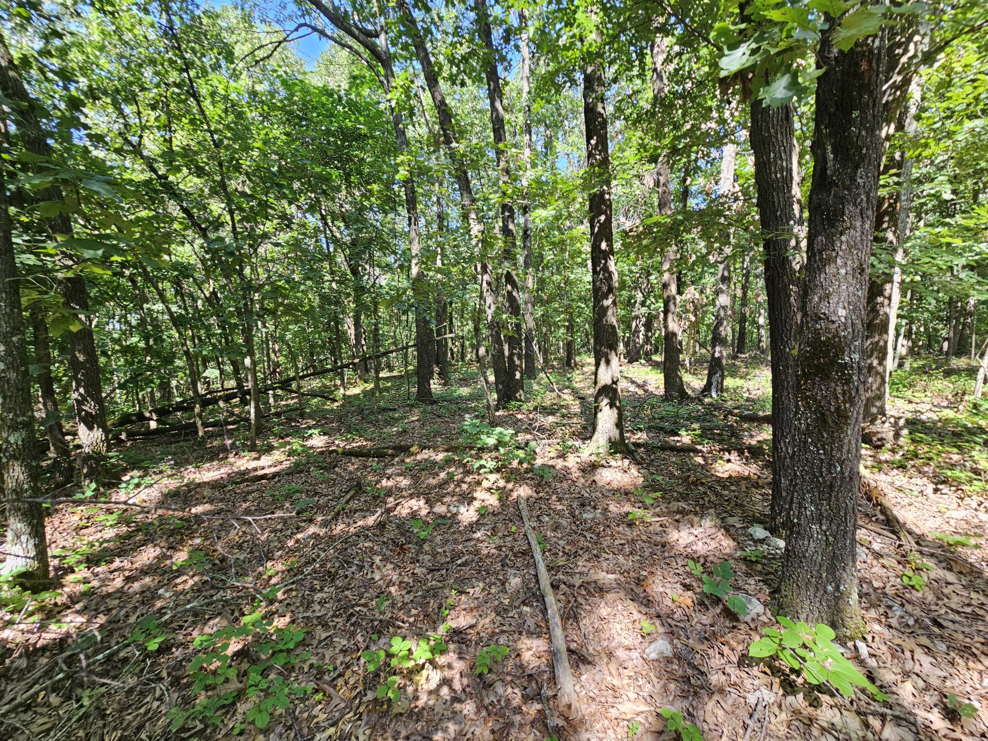 65 Acres Plainview Road Property Photo 11