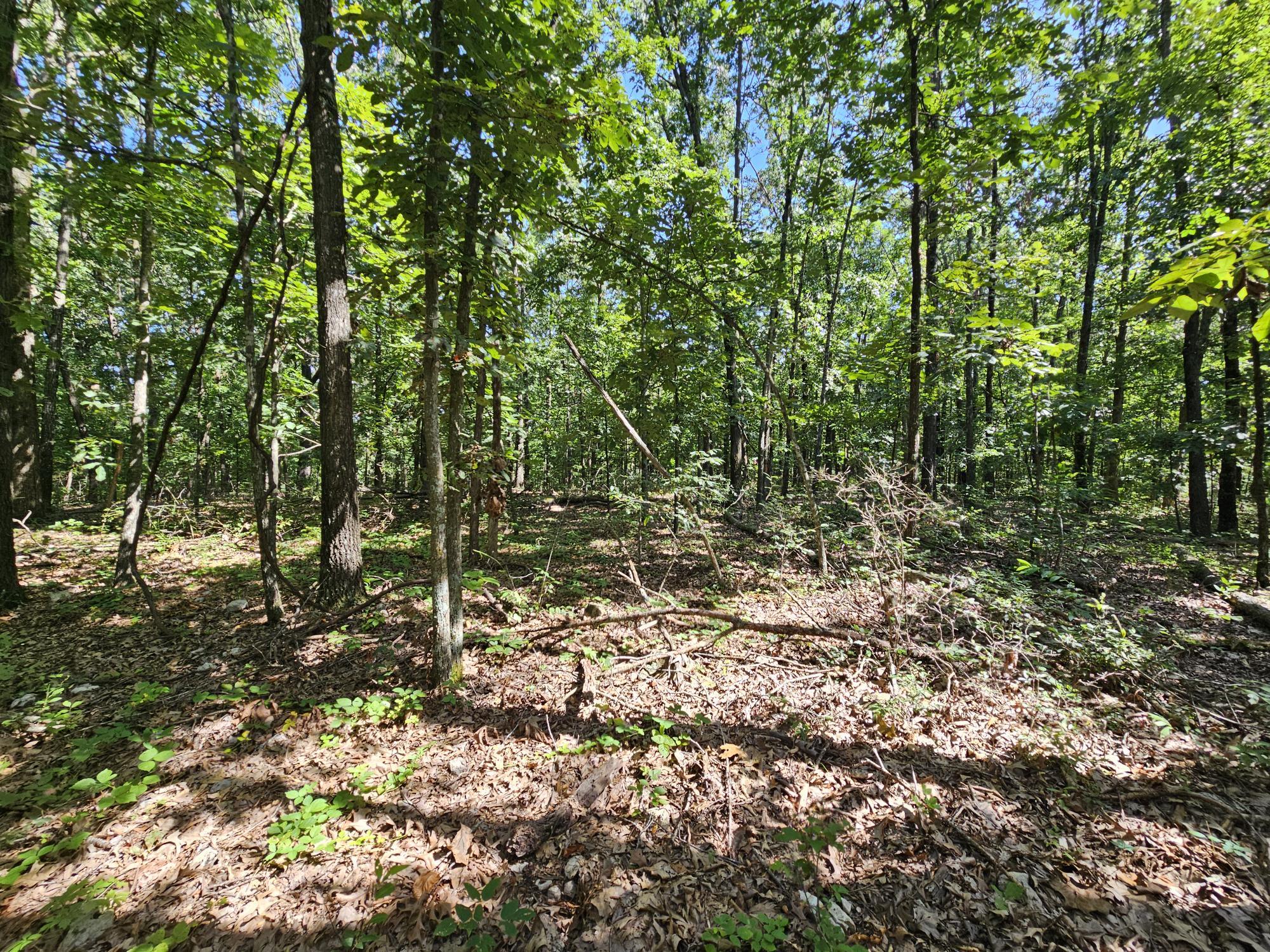 65 Acres Plainview Road Property Photo 13
