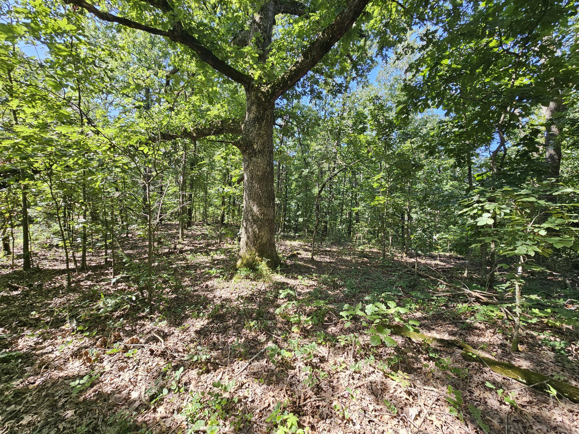 65 Acres Plainview Road Property Photo 14