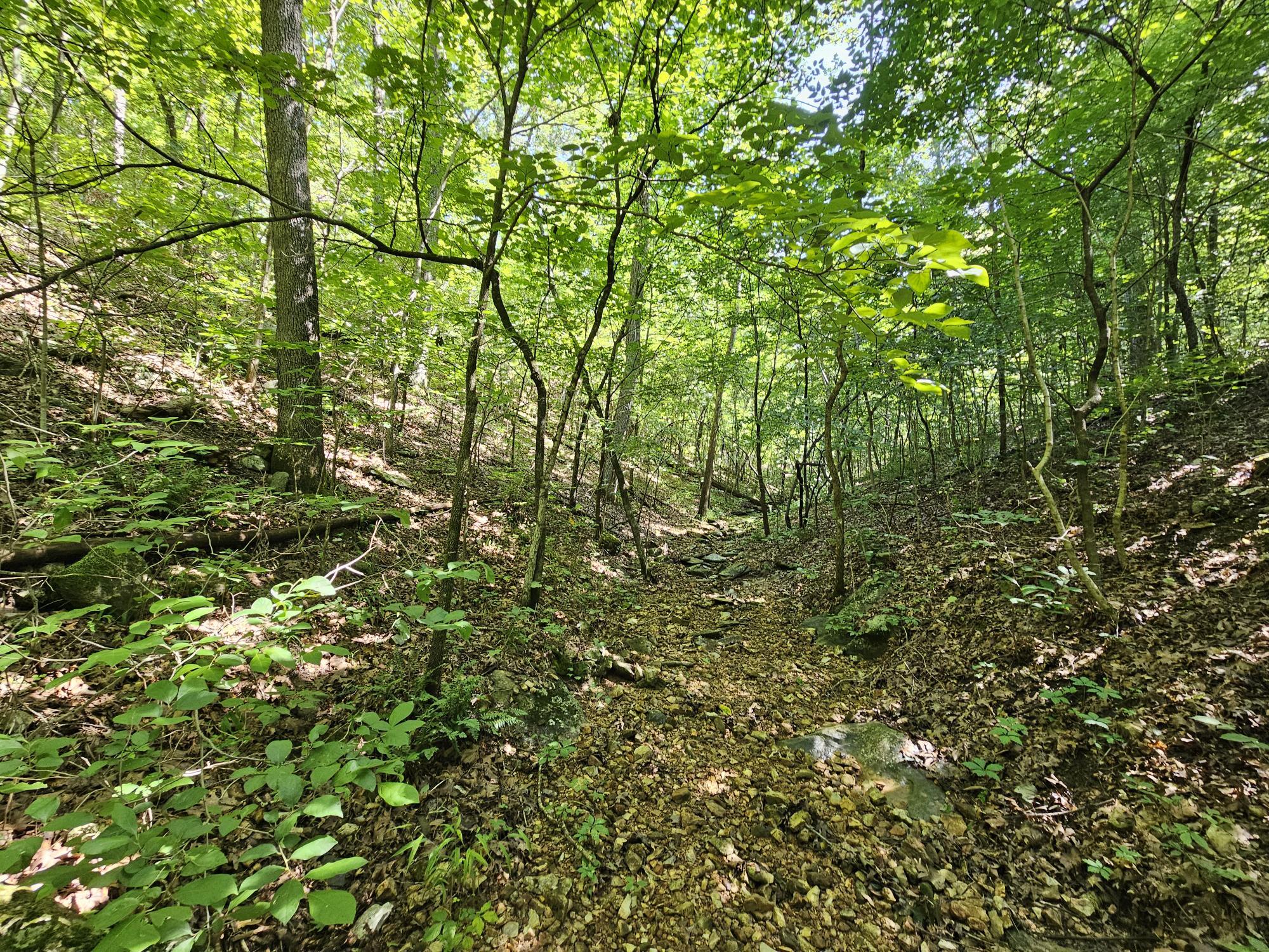 65 Acres Plainview Road Property Photo 15