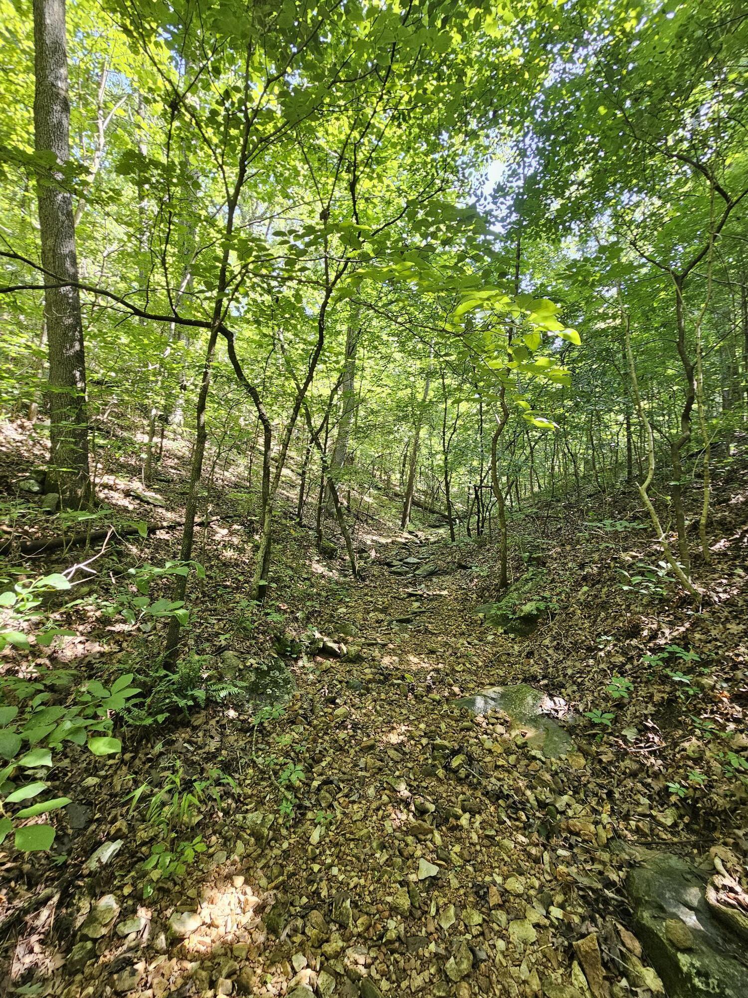 65 Acres Plainview Road Property Photo 16