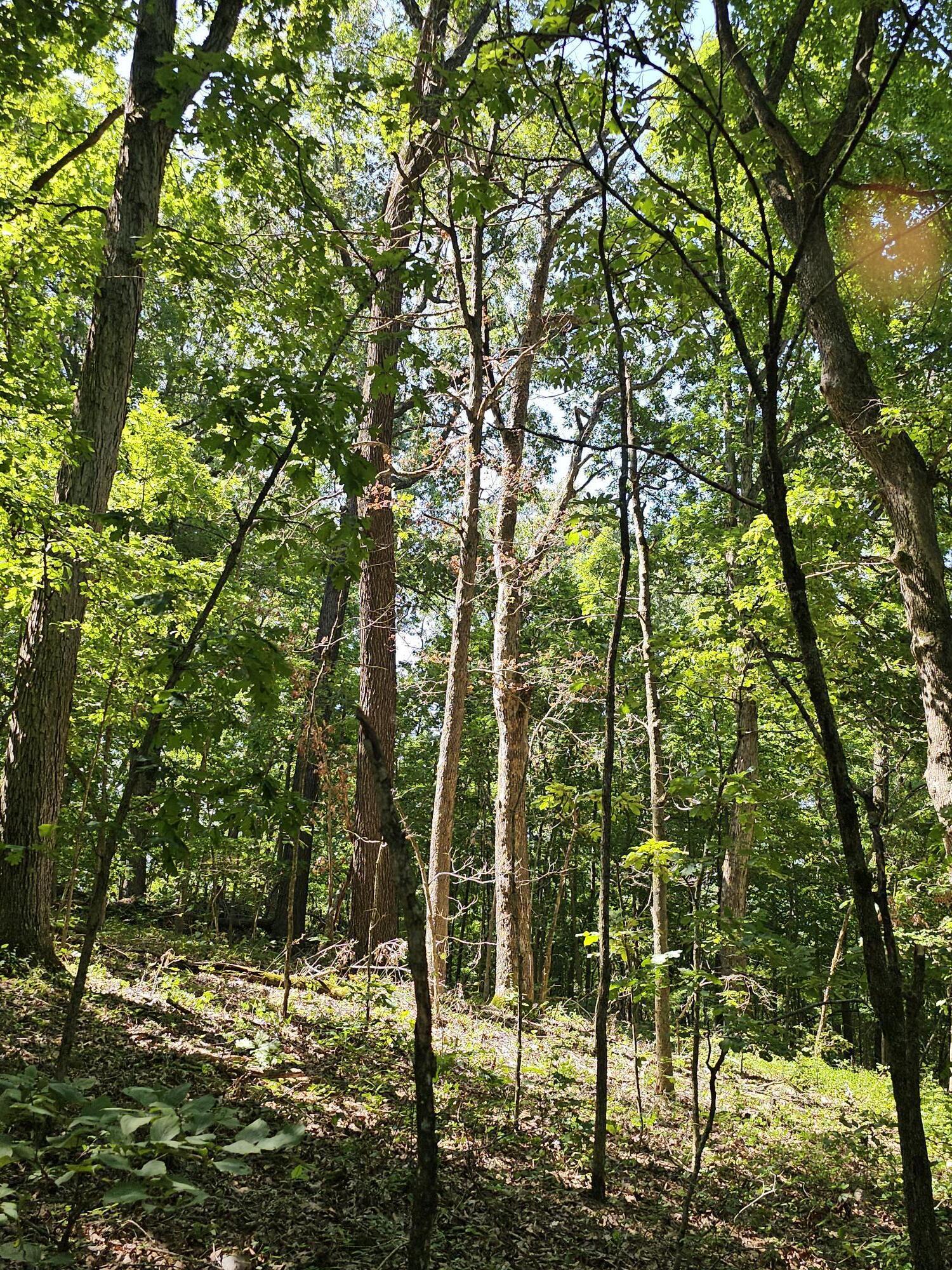 65 Acres Plainview Road Property Photo 19