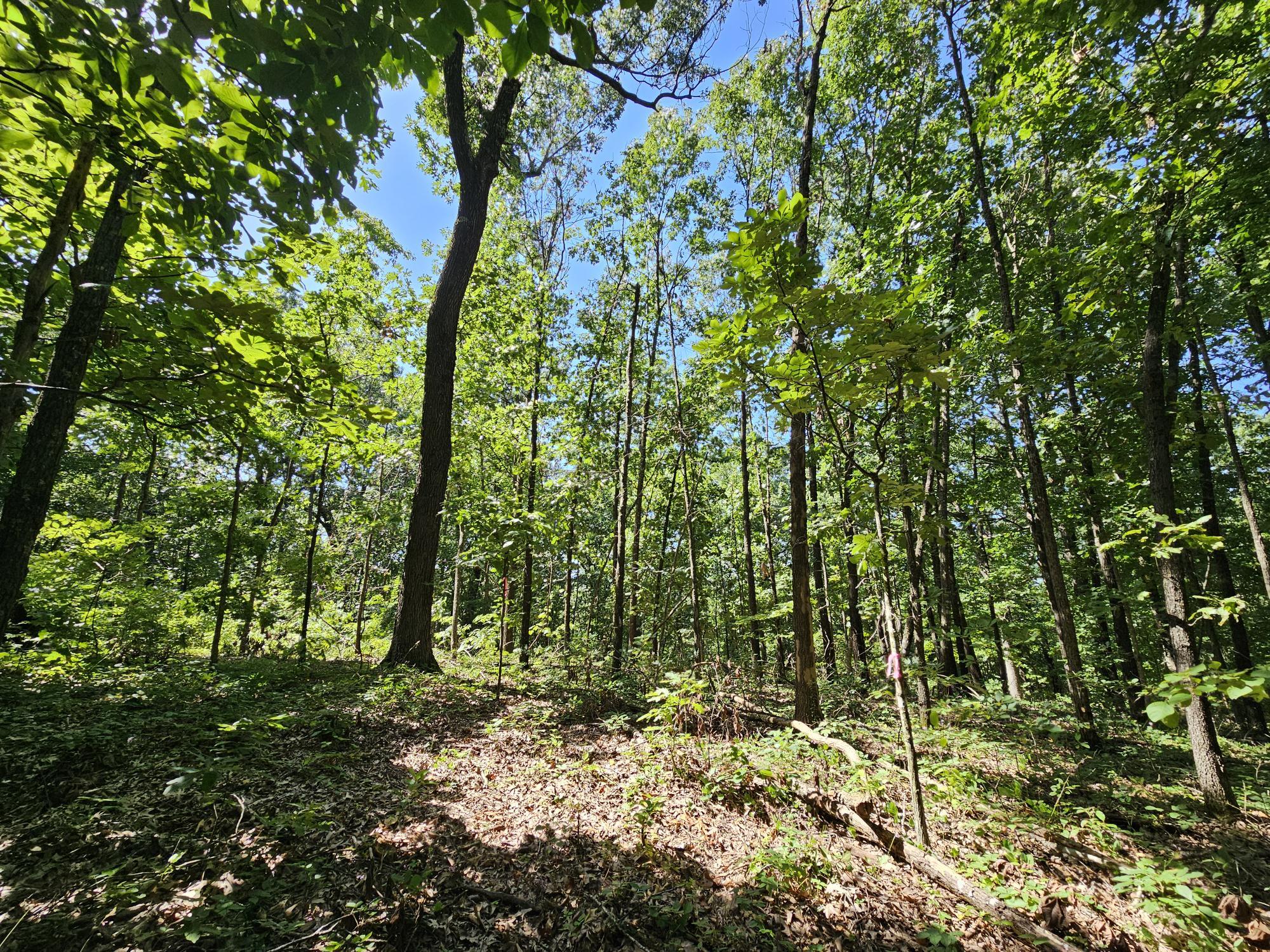 65 Acres Plainview Road Property Photo 20