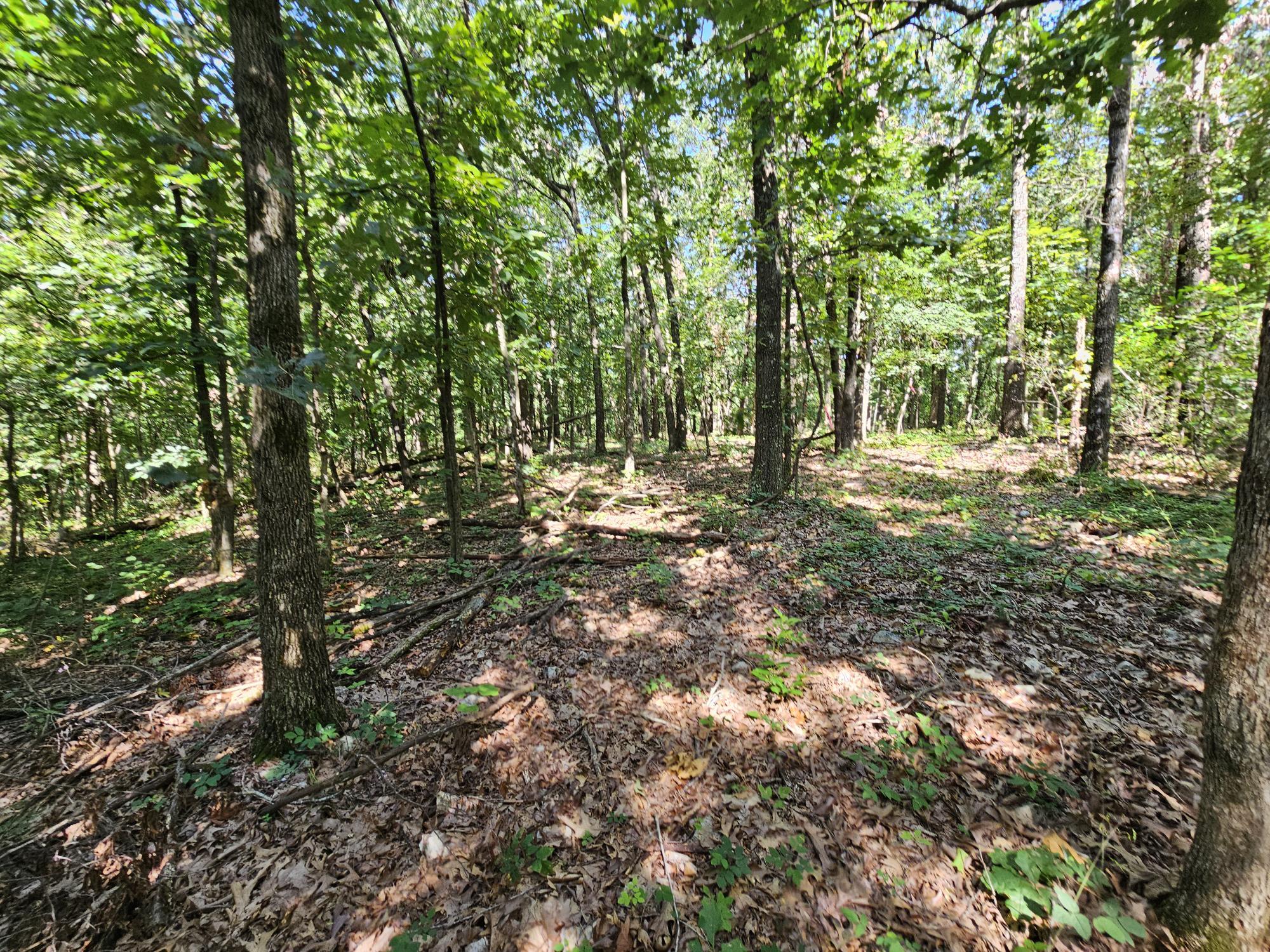 65 Acres Plainview Road Property Photo 21