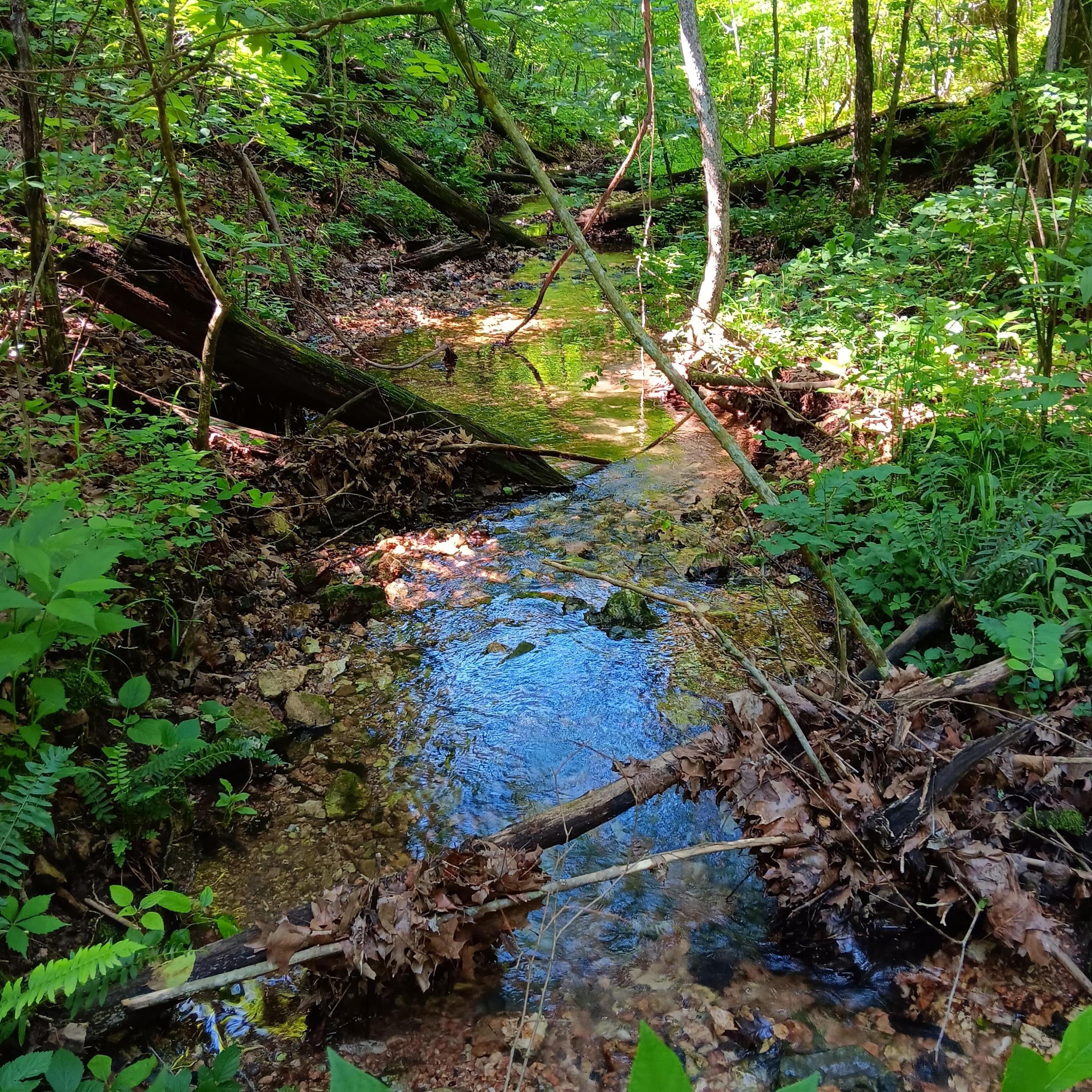65 Acres Plainview Road Property Photo 28