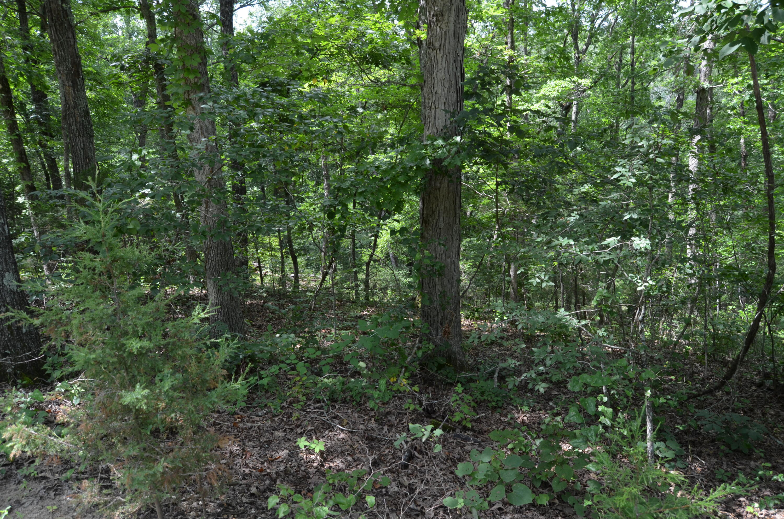 10 Acres Ice Box Cove Lane Property Photo 8